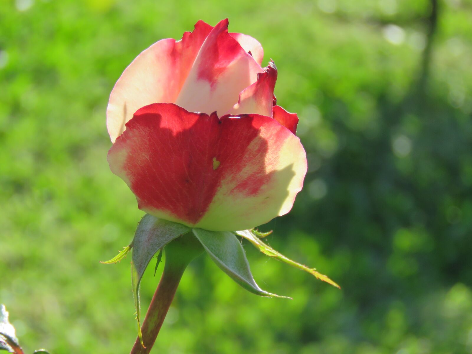 Canon PowerShot SX60 HS sample photo. Nature, rosa, garden photography