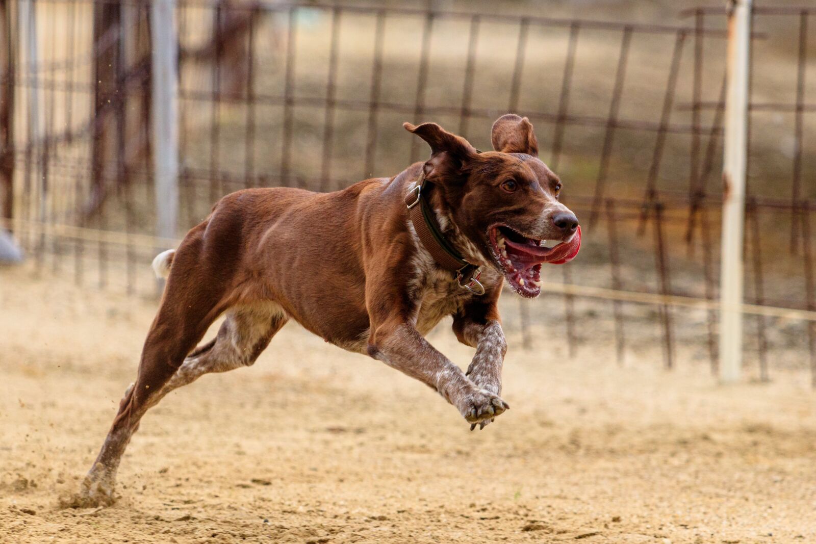 Canon EF 70-300 F4-5.6 IS II USM sample photo. Dog, runs, dog racing photography