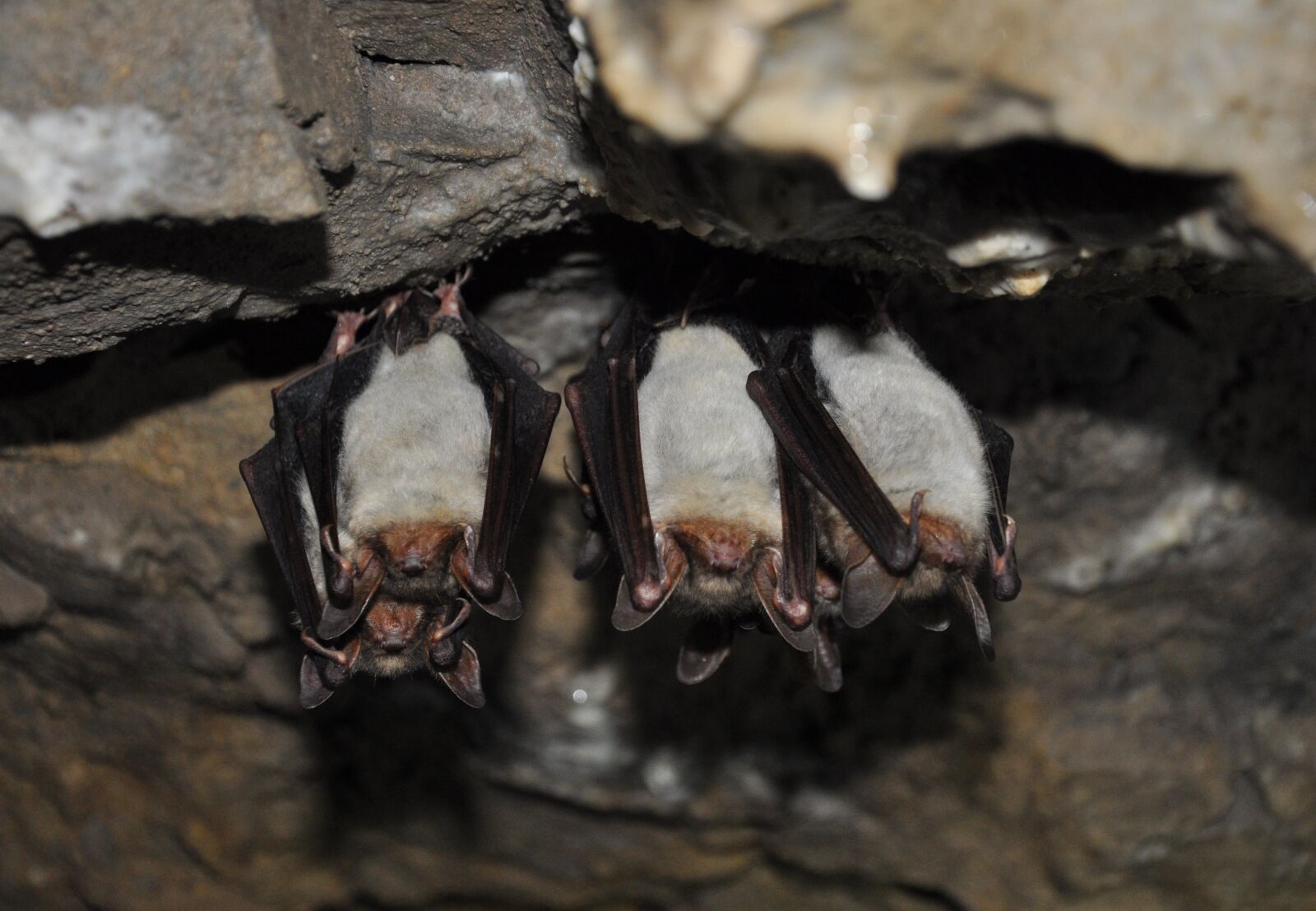 Nikon D90 sample photo. Animals, bat, scary photography