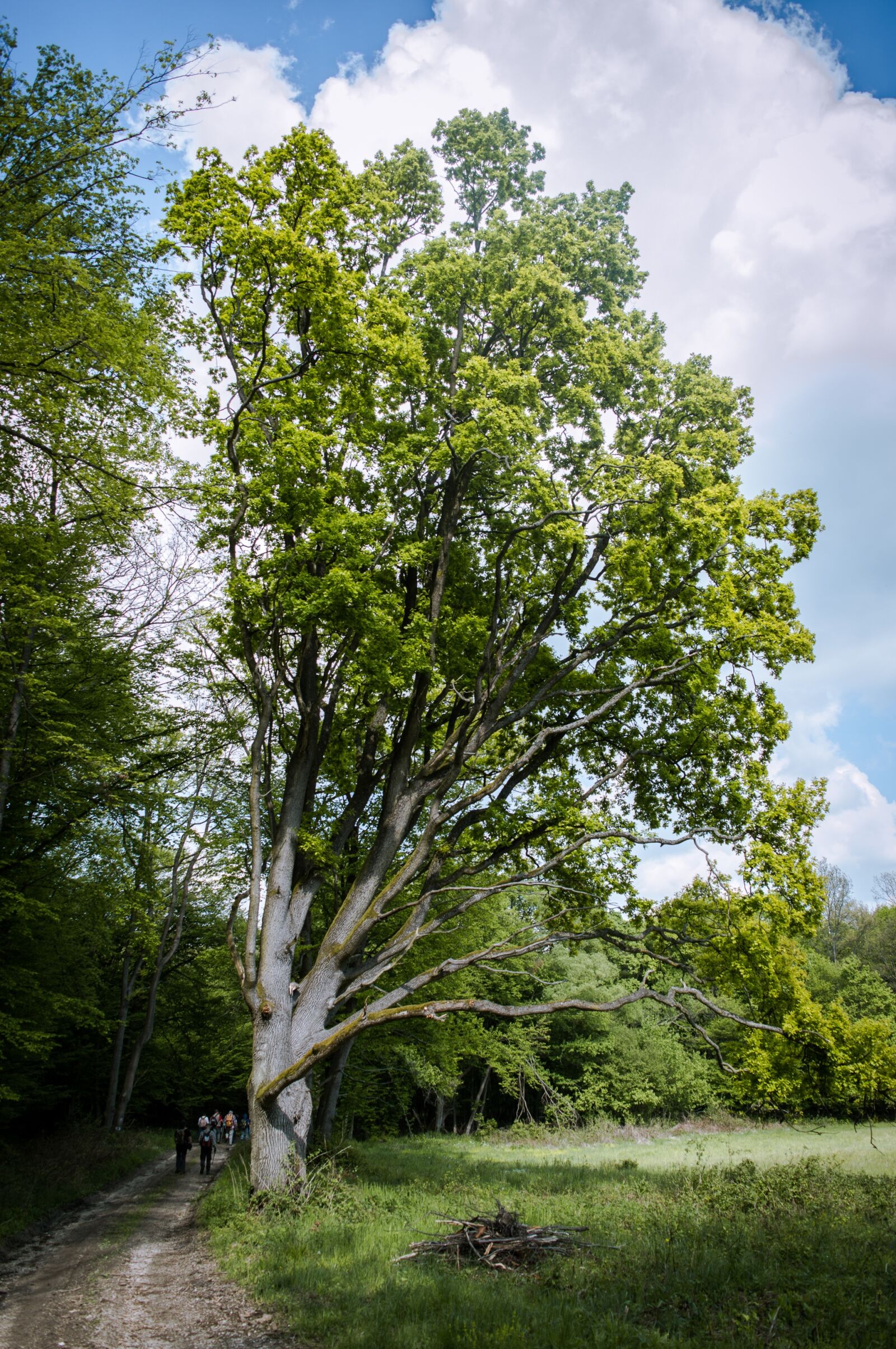 Nikon D3200 sample photo. Forest, pilis, spring photography