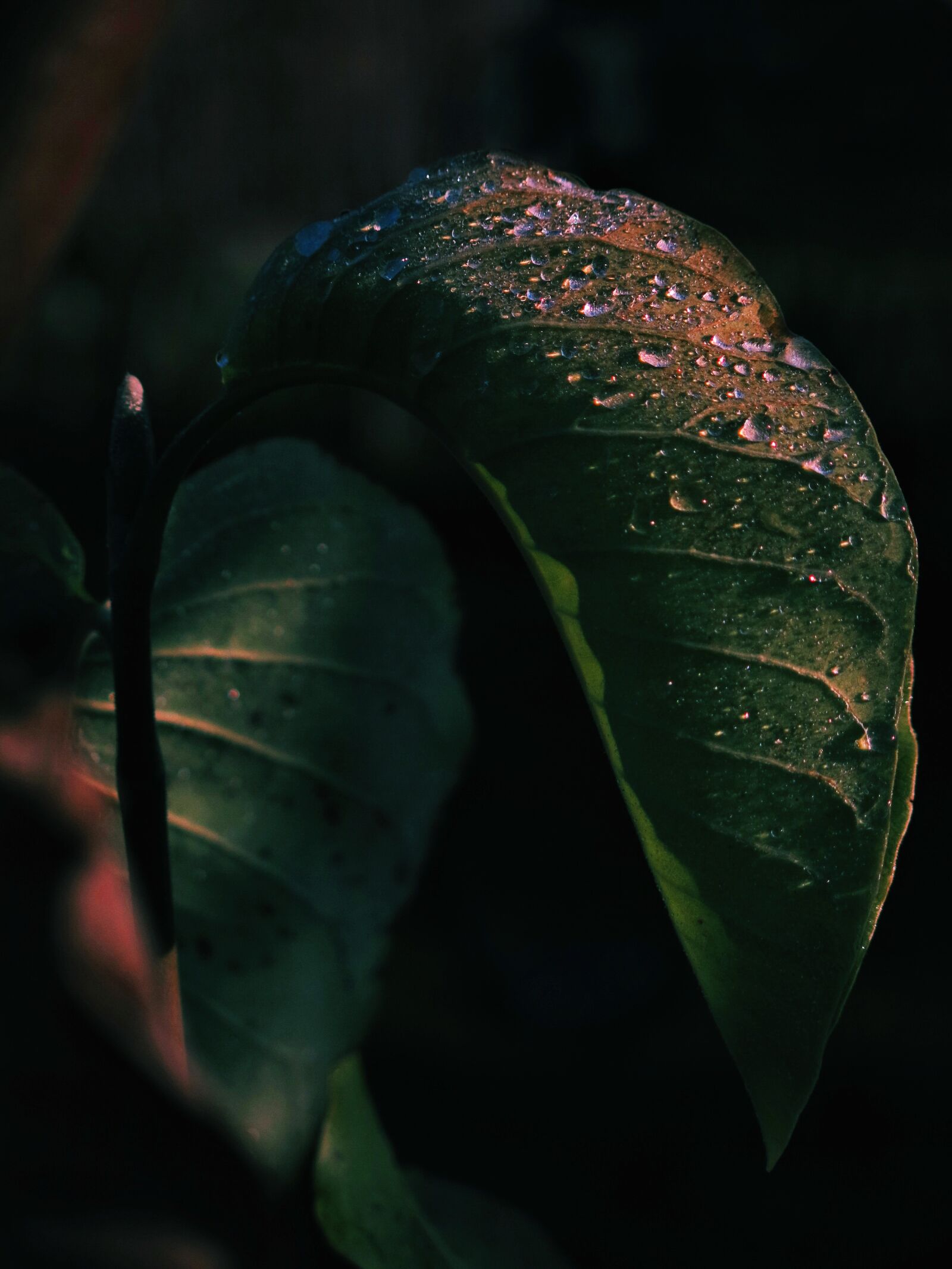 Canon PowerShot G15 sample photo. Leaf, magnolia, leaf structure photography