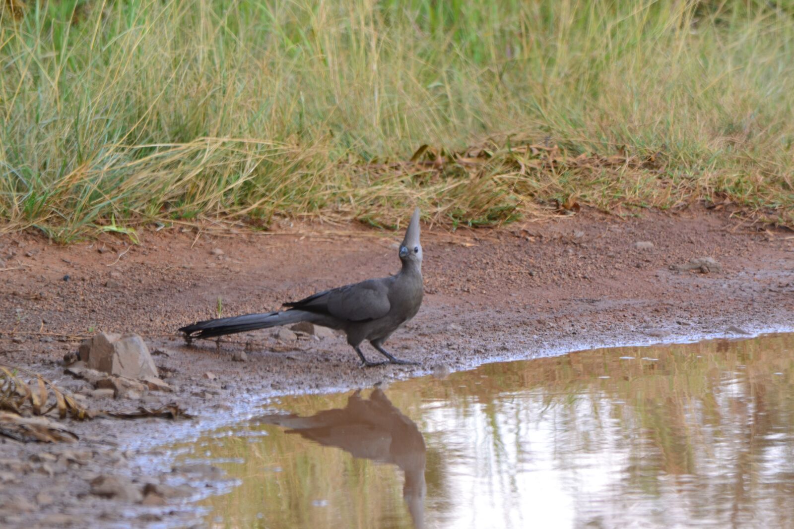 Nikon D3100 sample photo. Bird, water, reflection photography