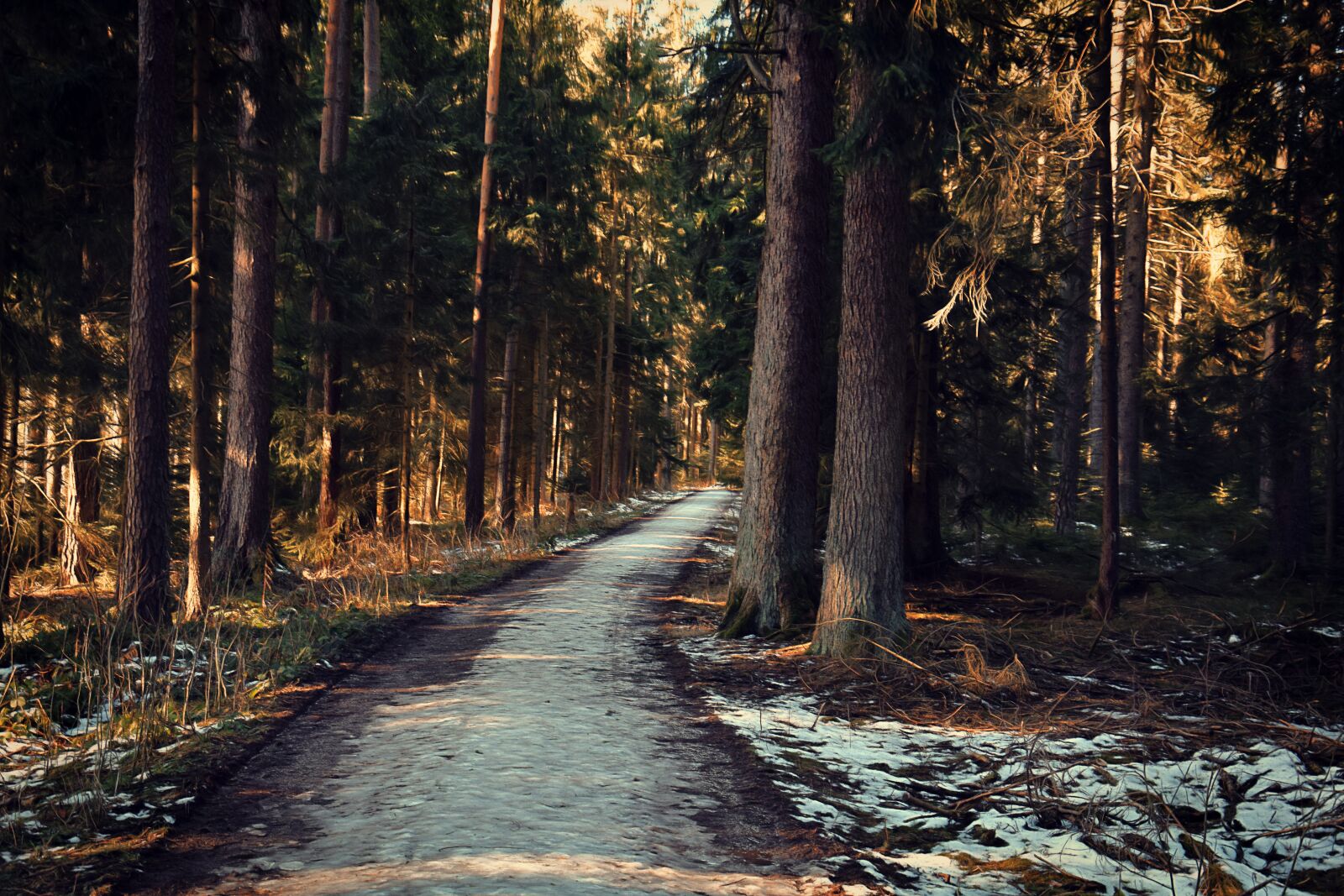 Nikon D5300 sample photo. Away, winter, forest photography