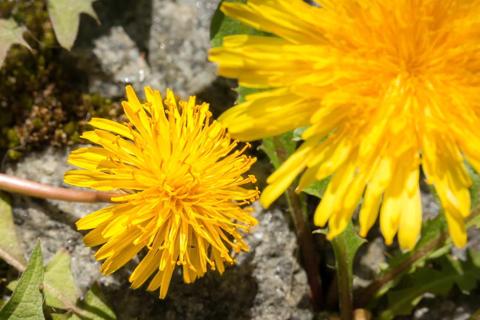 Samsung NX300M sample photo. Dandelion, yellow, flower photography