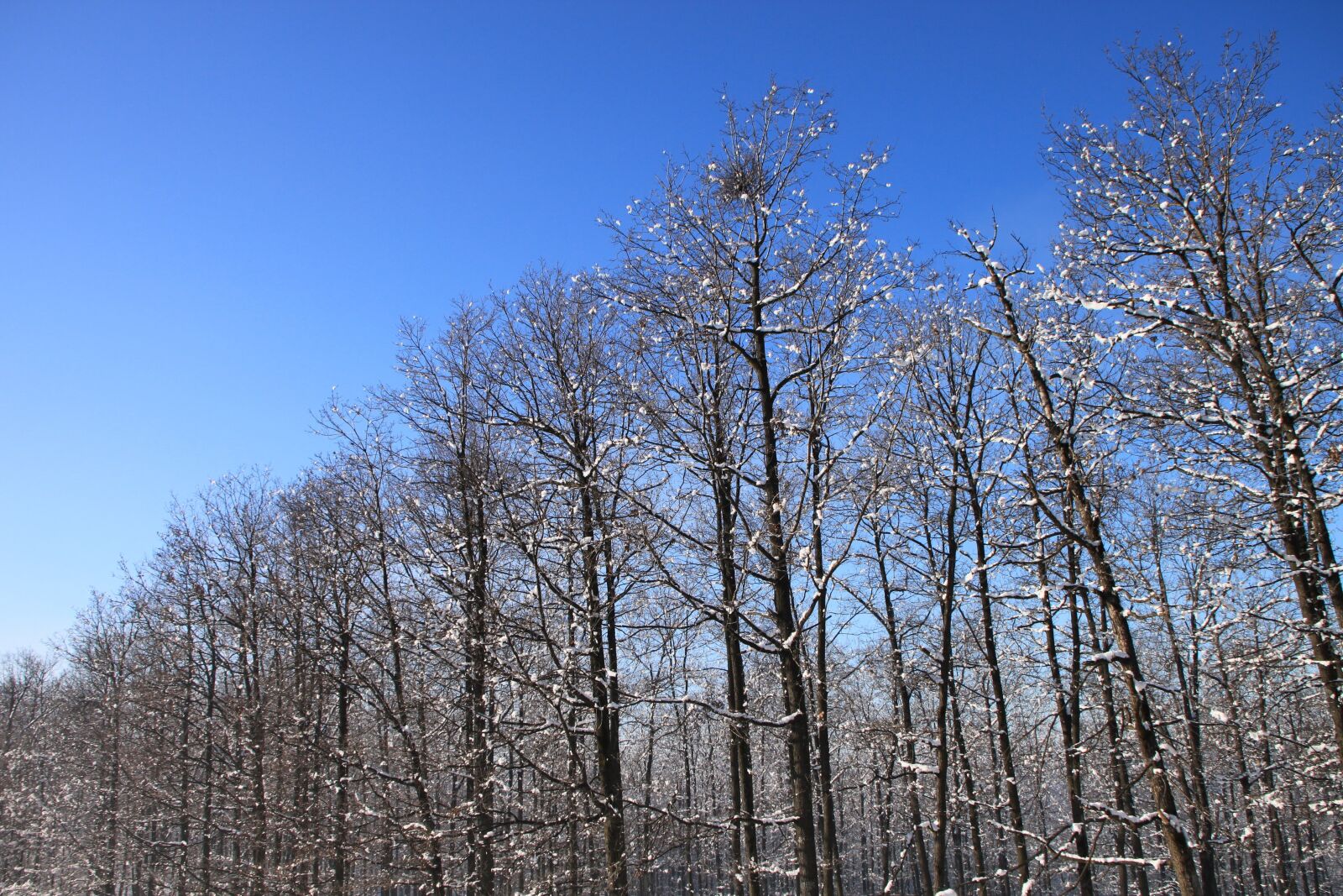 Canon EOS 500D (EOS Rebel T1i / EOS Kiss X3) sample photo. Blue, cold, forest photography