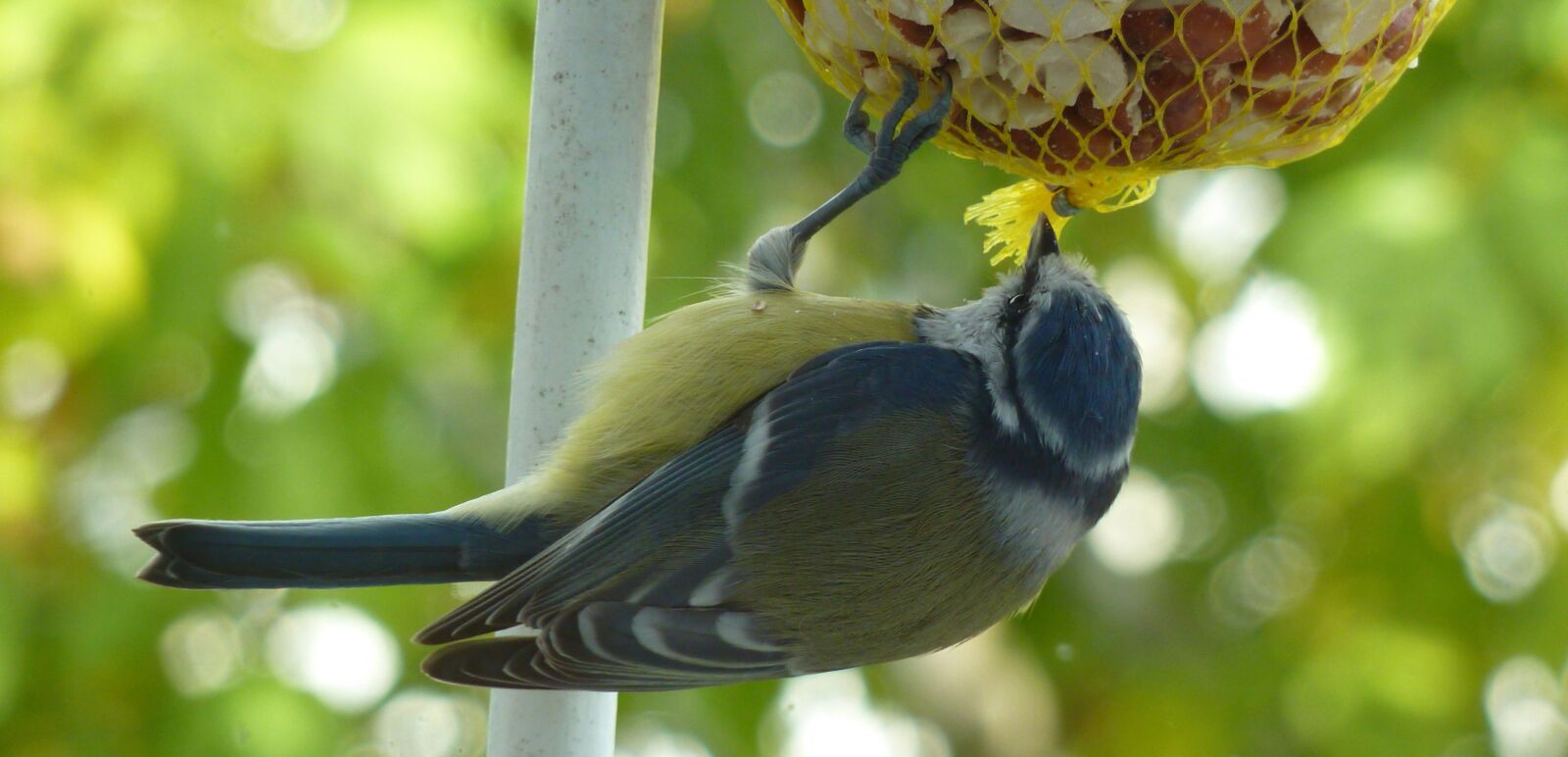 Panasonic DMC-TZ7 sample photo. Tit, bird, feather photography