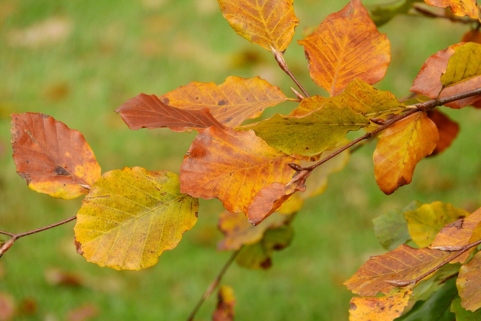 Nikon Coolpix P610 sample photo. Autumn leaves, beech, fagus photography
