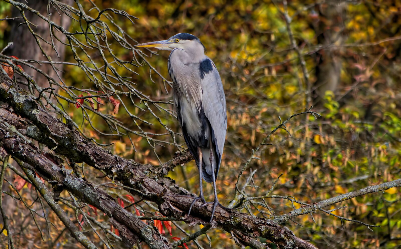 Panasonic Lumix DC-G9 sample photo. Heron, plumage, bird photography