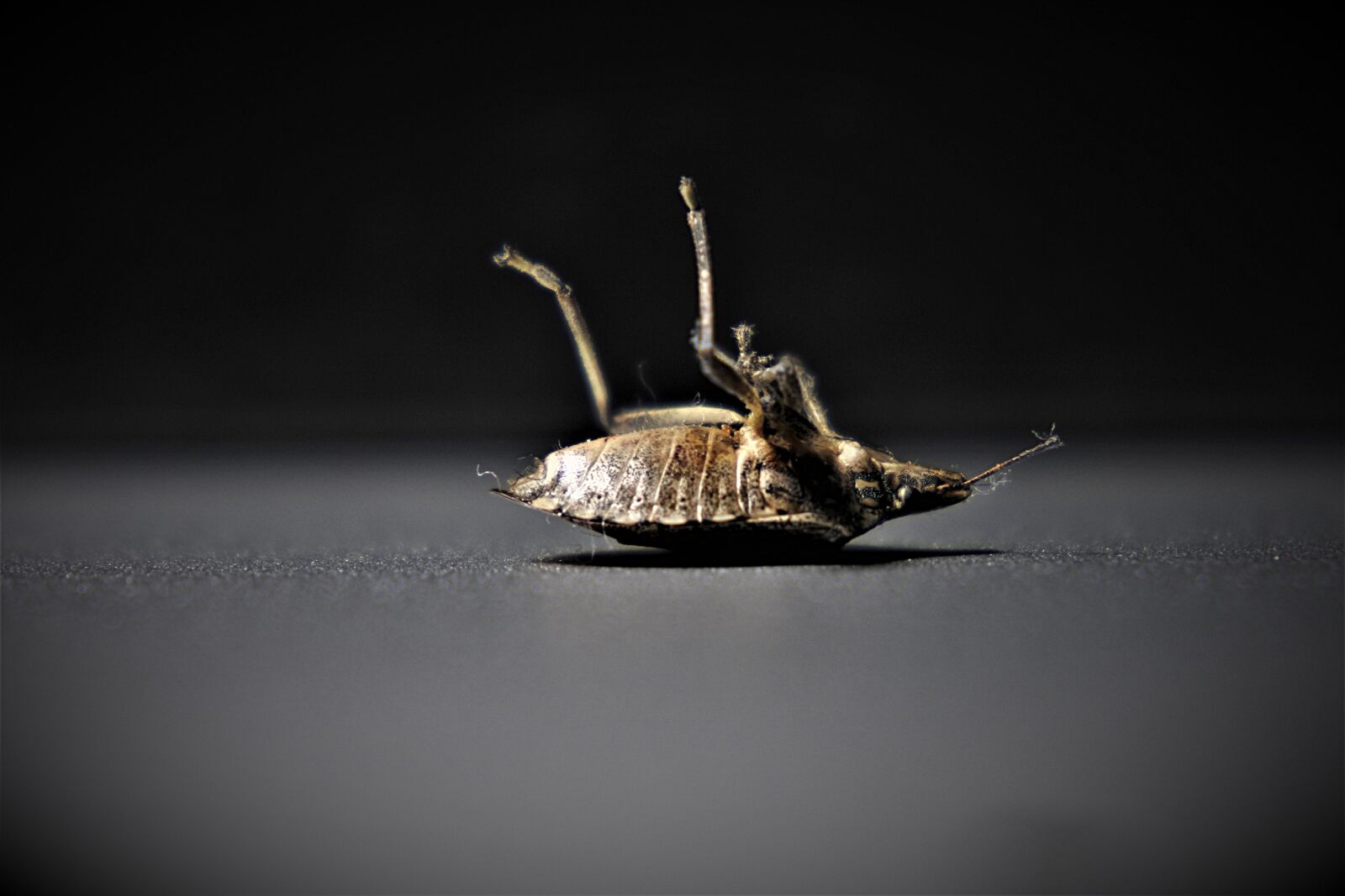 Nikon 1 J5 sample photo. Bedbugs, insect, arthropods photography