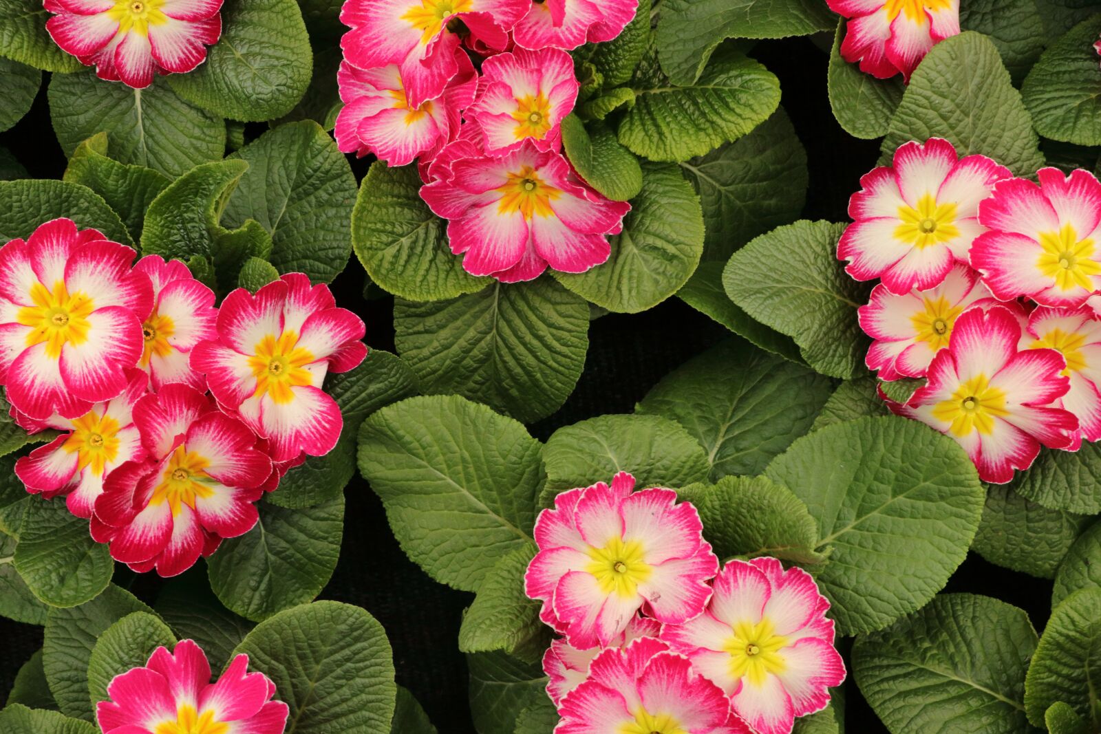 Canon EOS 80D sample photo. Primroses, flowers, spring photography