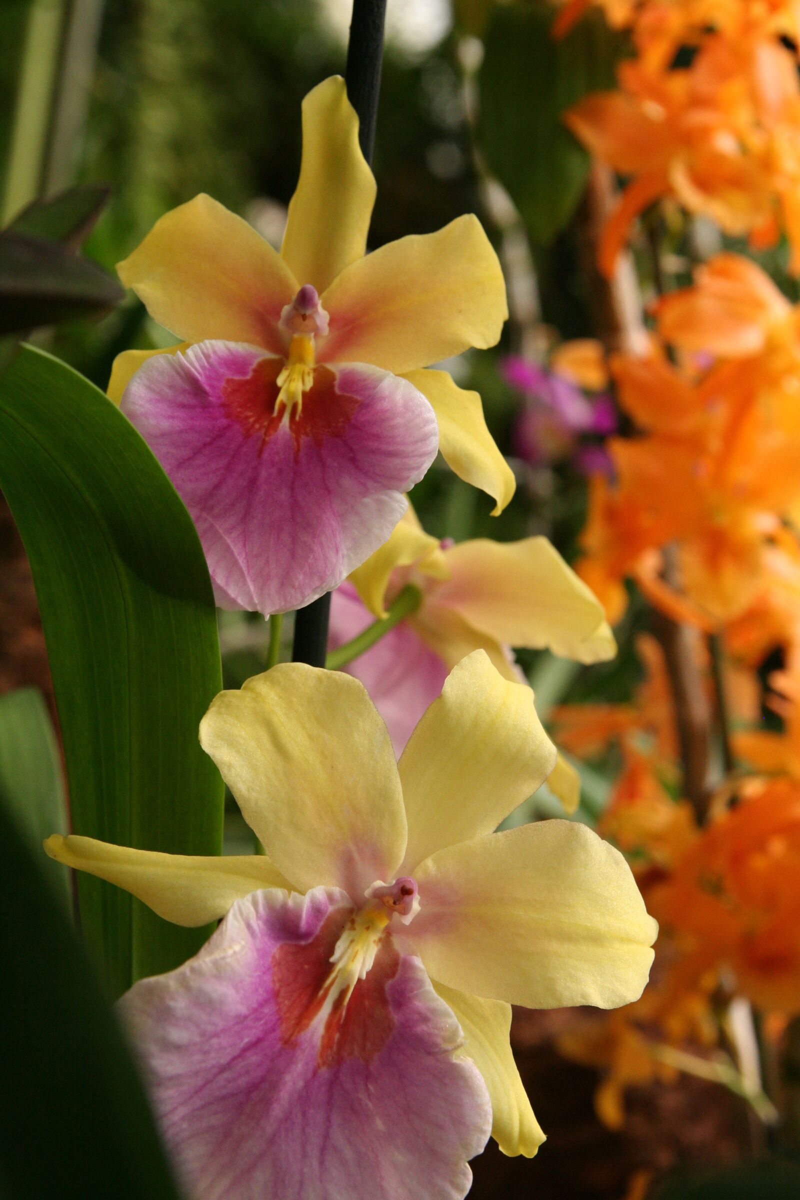 Canon EOS 350D (EOS Digital Rebel XT / EOS Kiss Digital N) sample photo. Orchids, tropicana, yellow photography