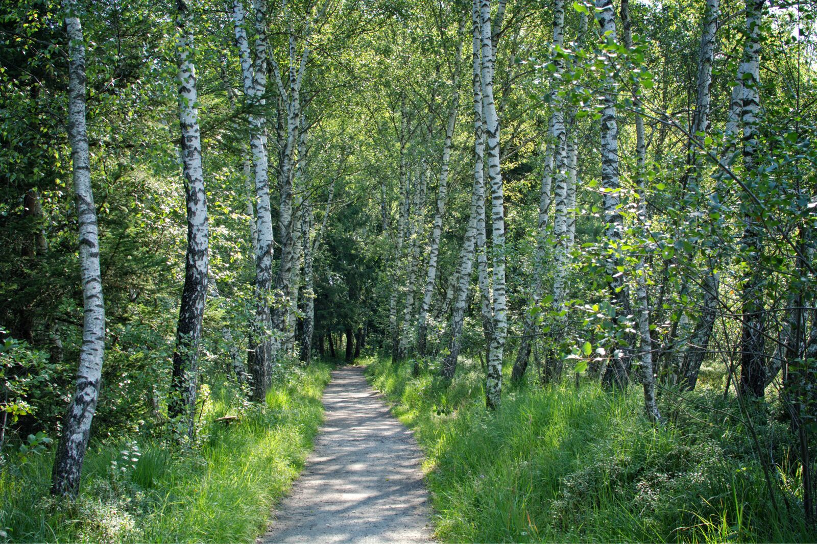 Nikon D7100 sample photo. Away, forest, trees photography