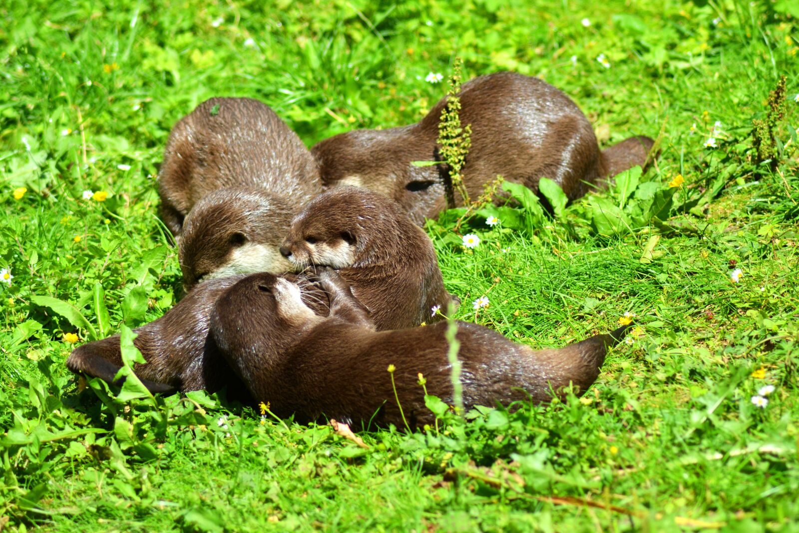 Nikon D3100 sample photo. Otter, animal, pack photography