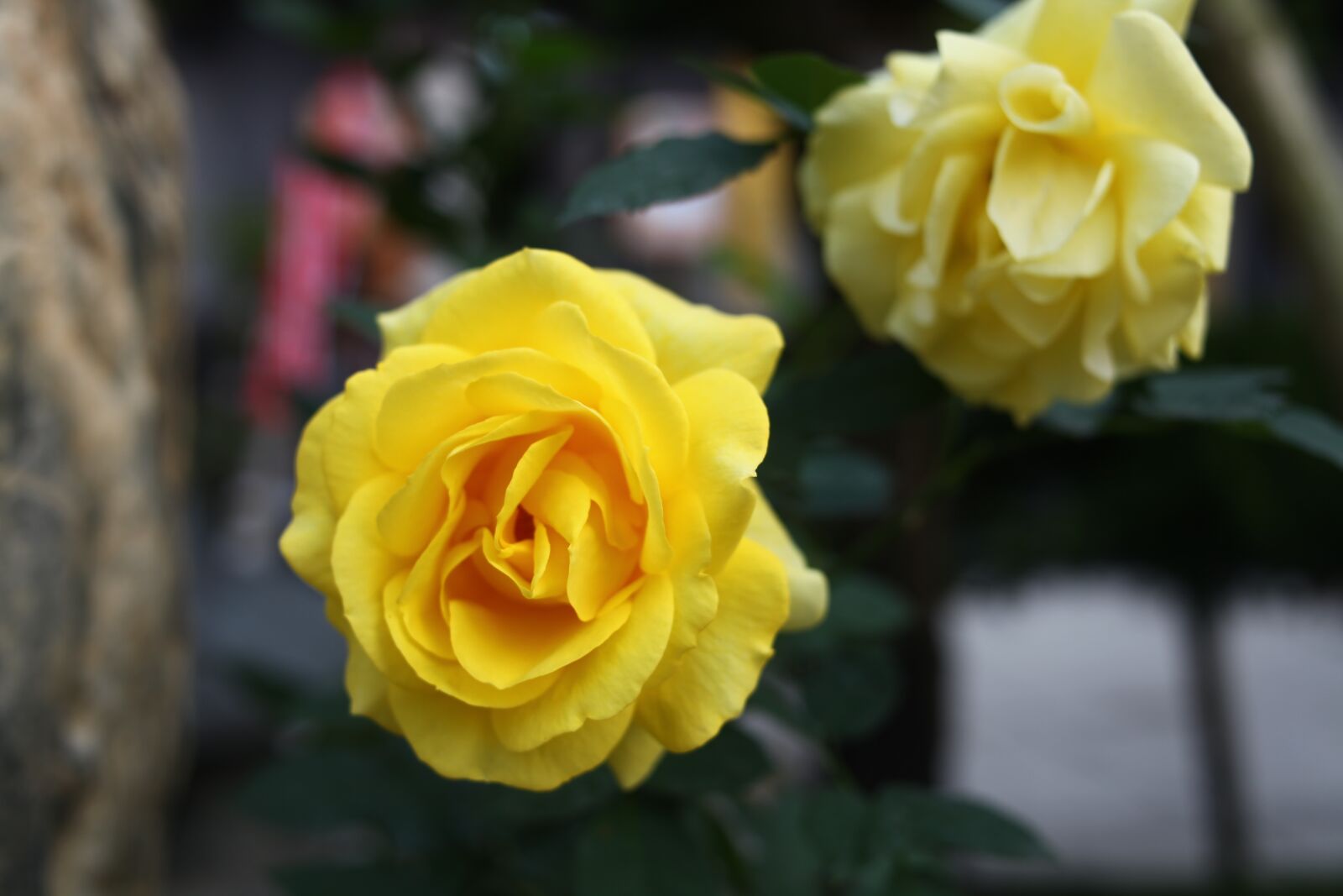 Canon EOS 5D Mark II sample photo. Yellow rose, yellow roses photography