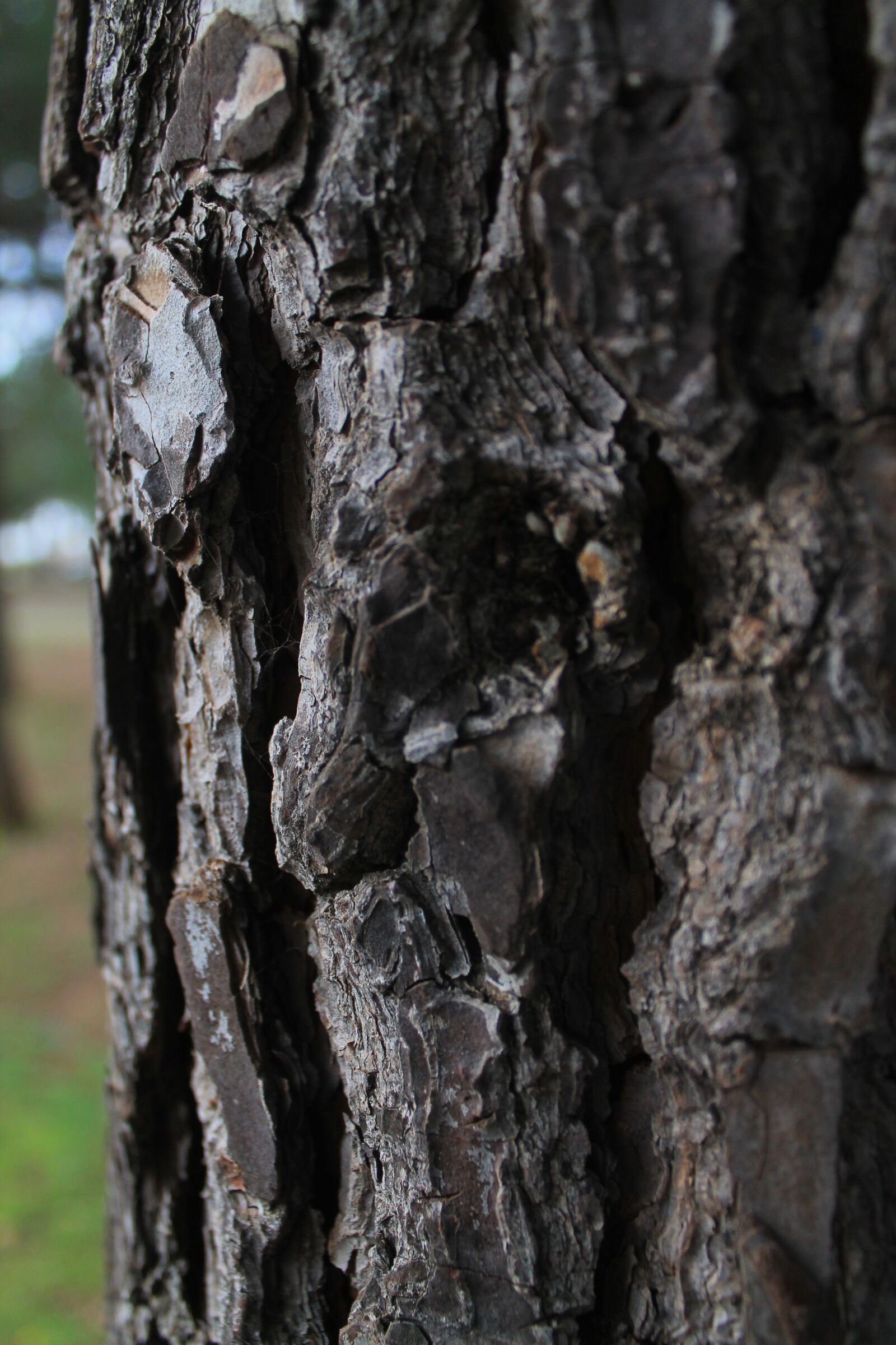 Canon EOS 1100D (EOS Rebel T3 / EOS Kiss X50) sample photo. Tree, wood, nature photography