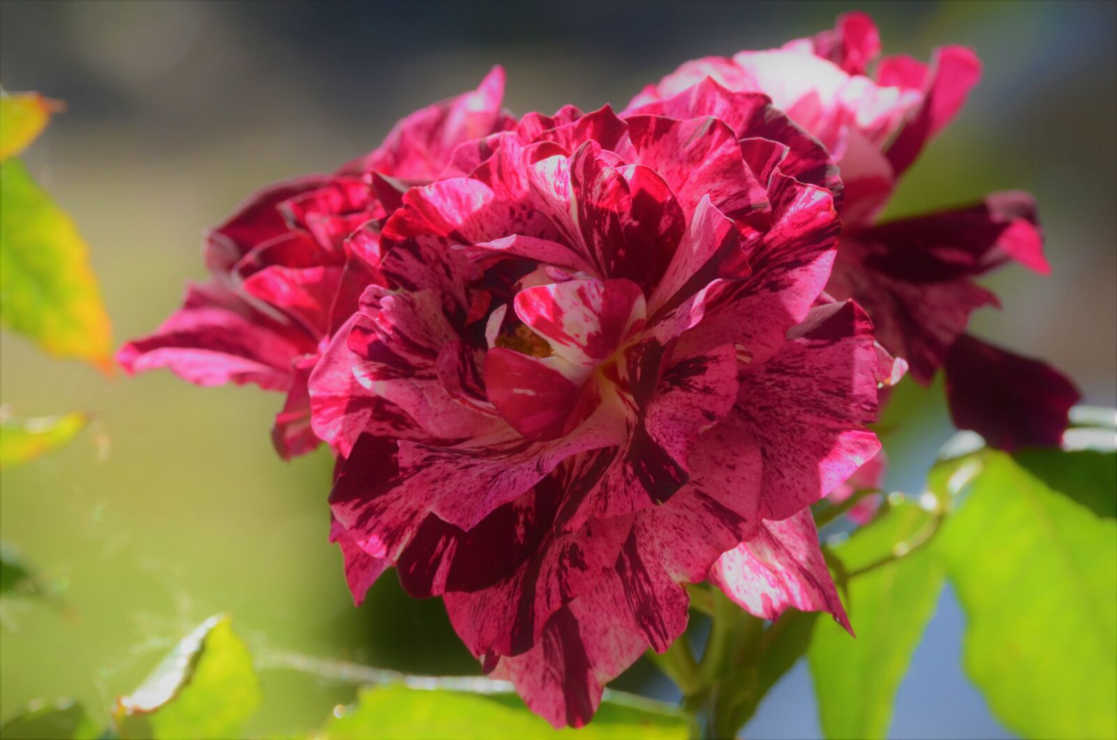 Nikon D7000 sample photo. Flower, nature, leaf photography