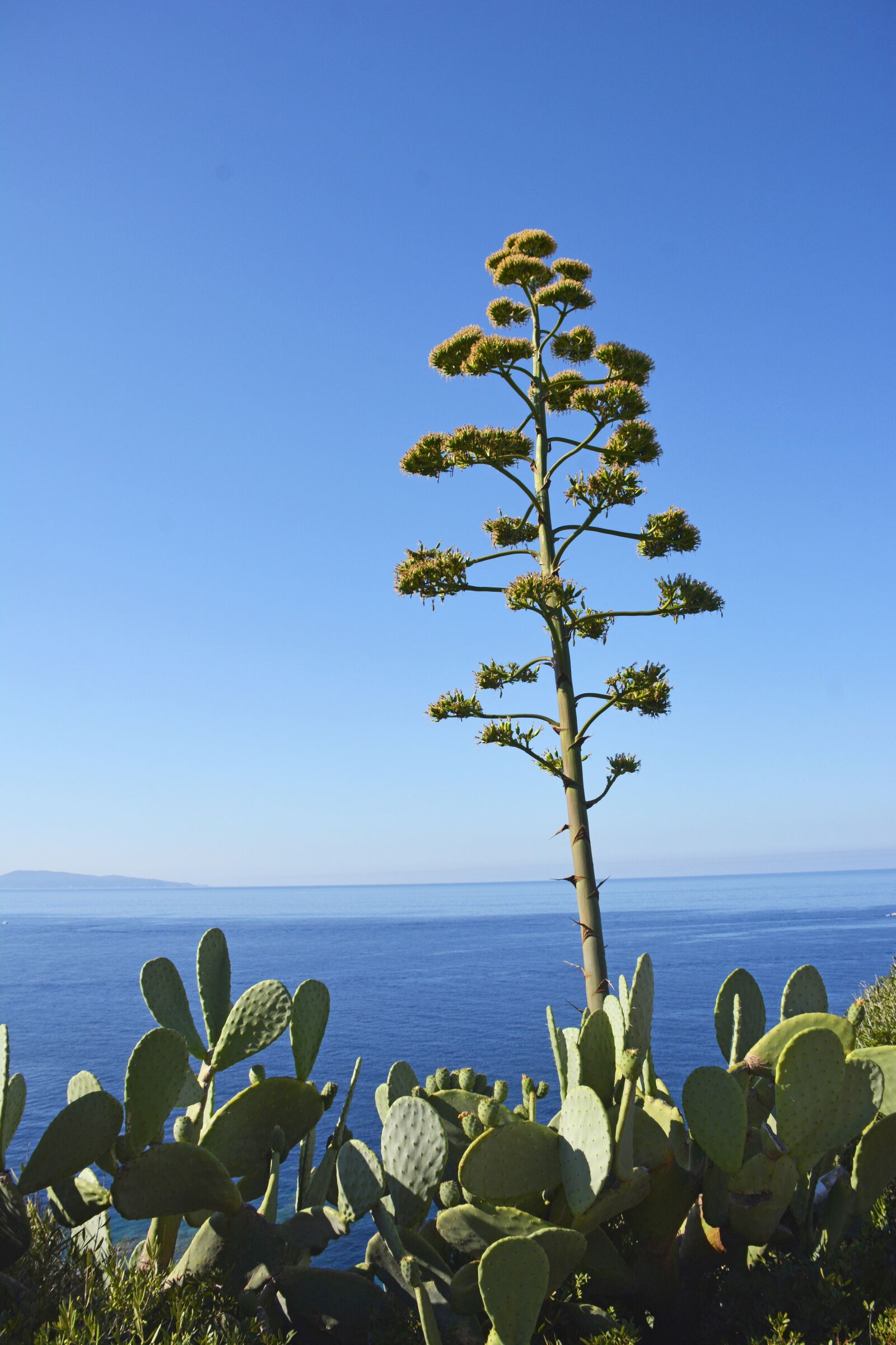 Nikon D7100 sample photo. Sea, aloe, plants photography