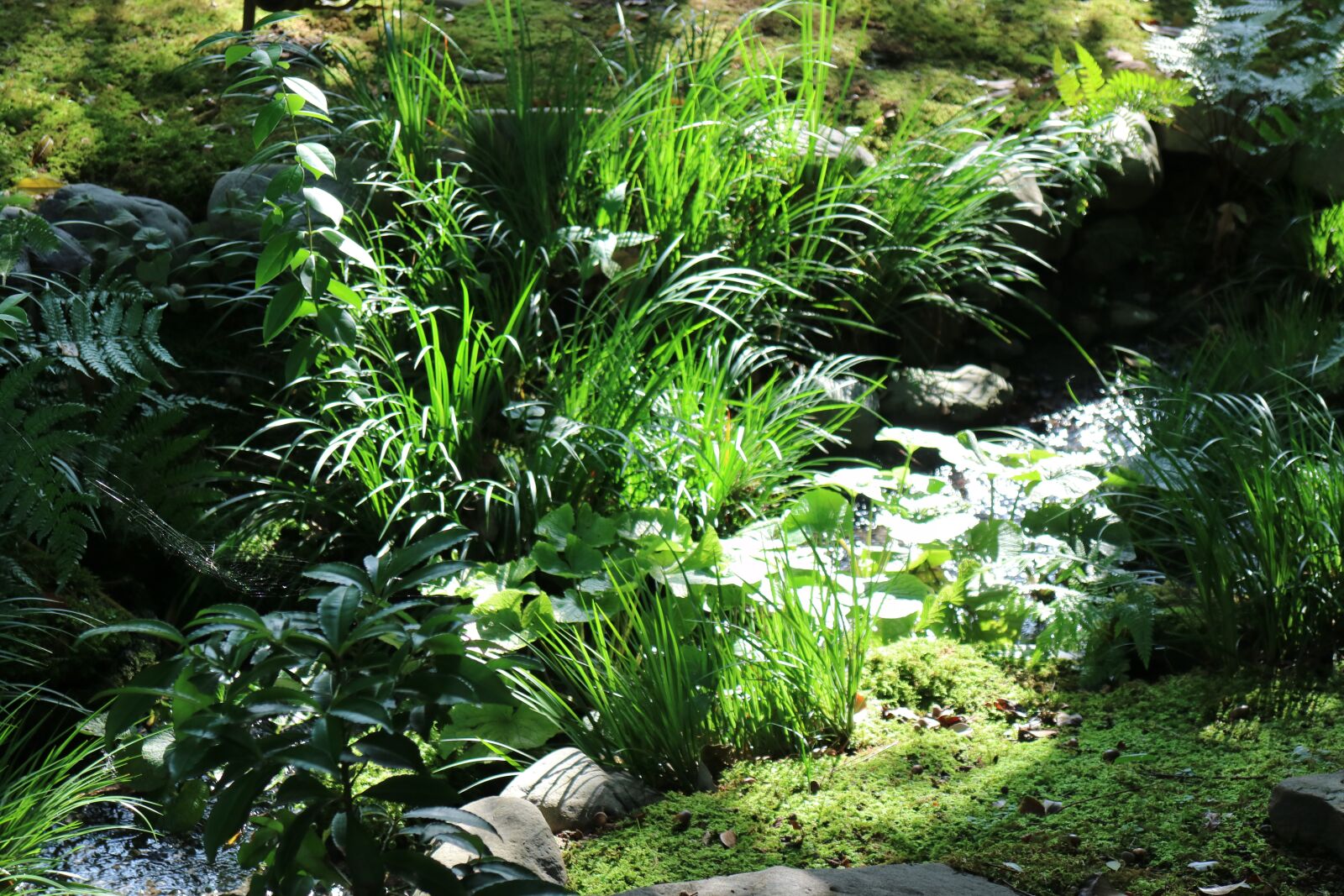 Canon EOS M3 sample photo. Japan garden, brook, natural photography