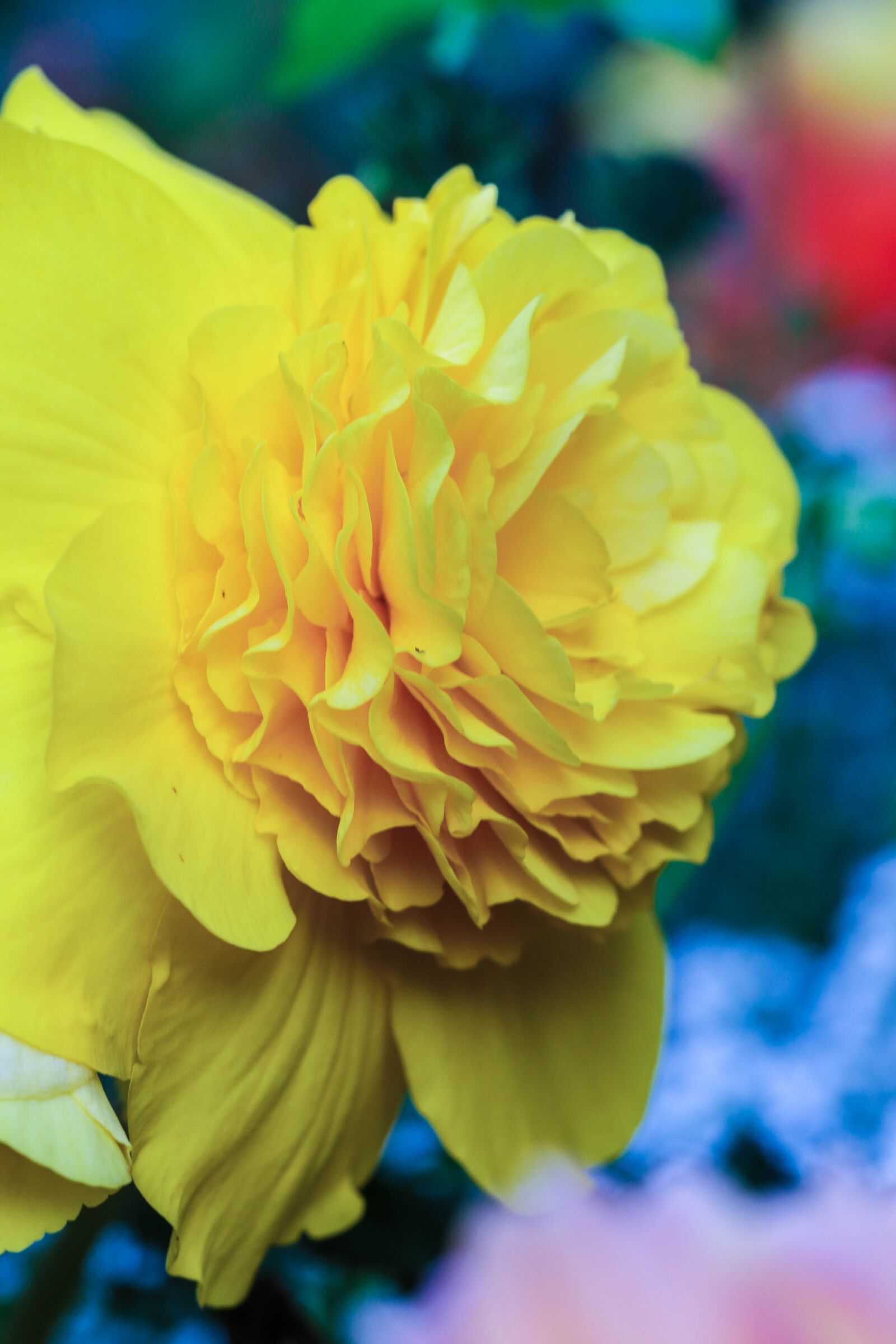 Canon EOS 7D Mark II sample photo. Garden flower, flower, garden photography