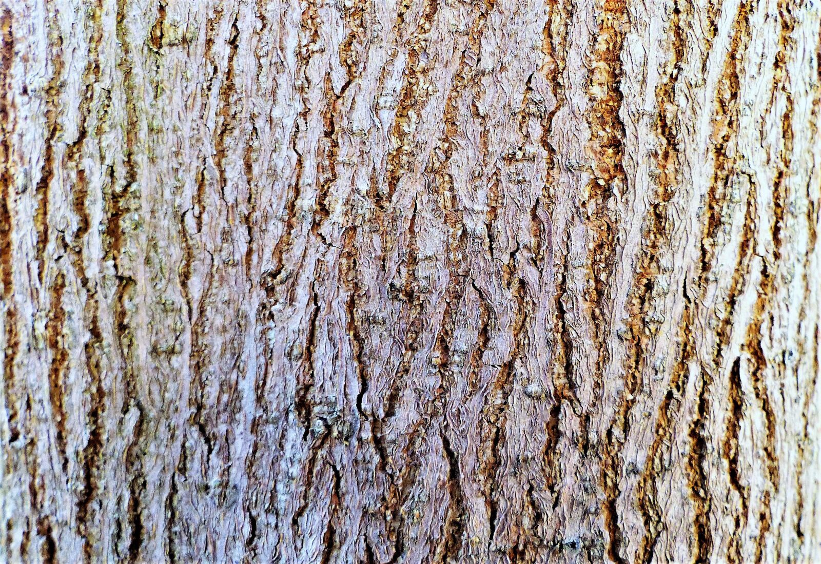 Panasonic Lumix DMC-FZ200 sample photo. Wallpaper, model, bark photography