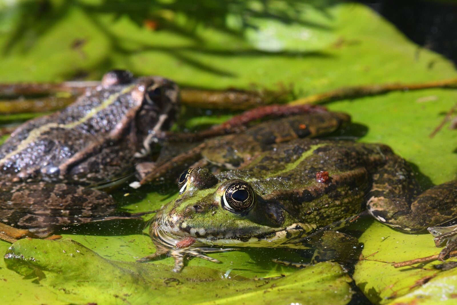 Nikon D500 sample photo. Frog, amphibian, nature photography