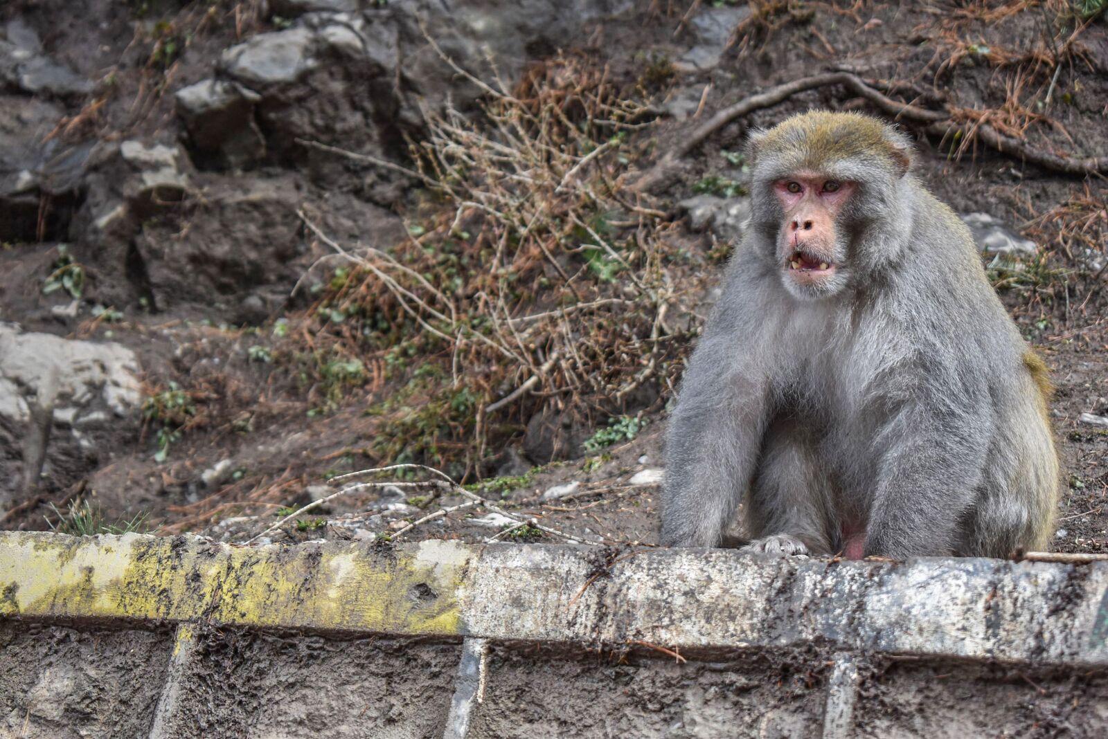 Nikon D3500 sample photo. Monkey, old, jungle creature photography