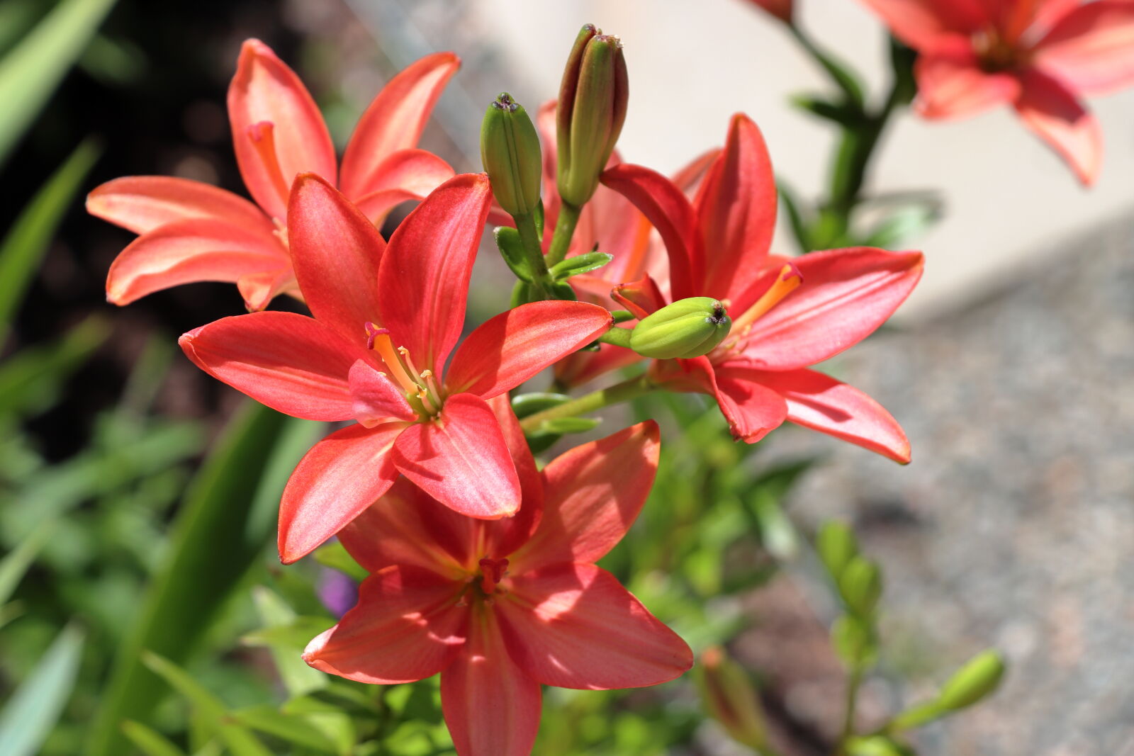 Canon EOS 90D sample photo