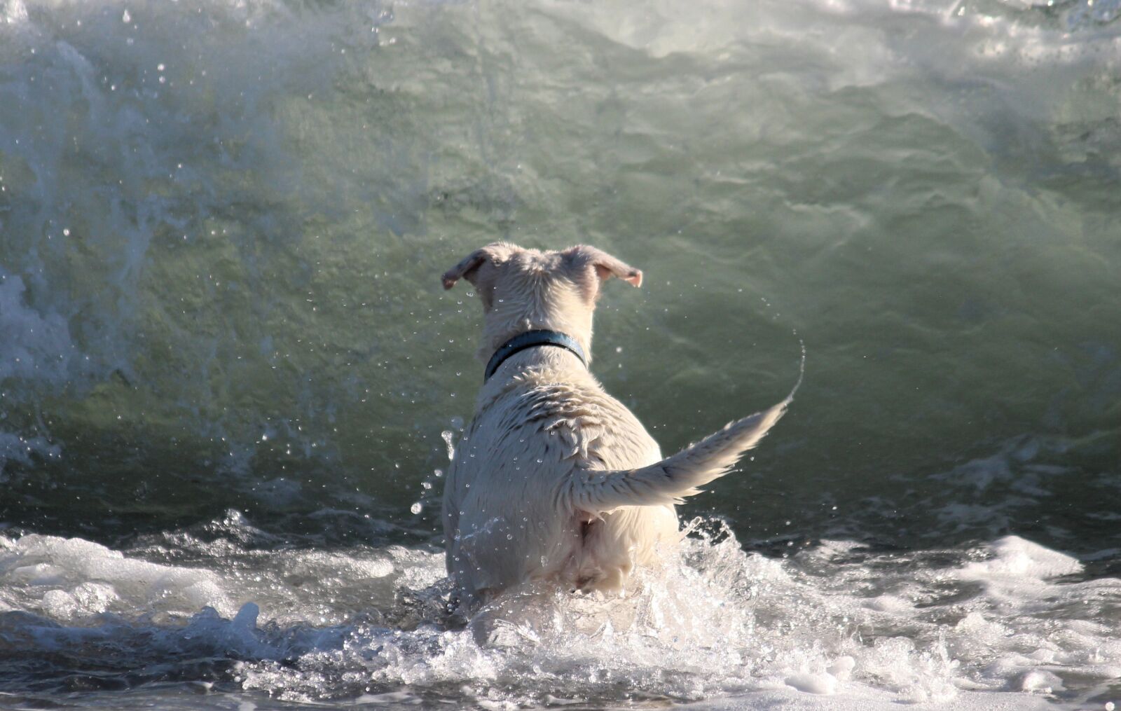 Canon EOS 650D (EOS Rebel T4i / EOS Kiss X6i) + Canon EF-S 55-250mm F4-5.6 IS II sample photo. Dog, water, water wall photography