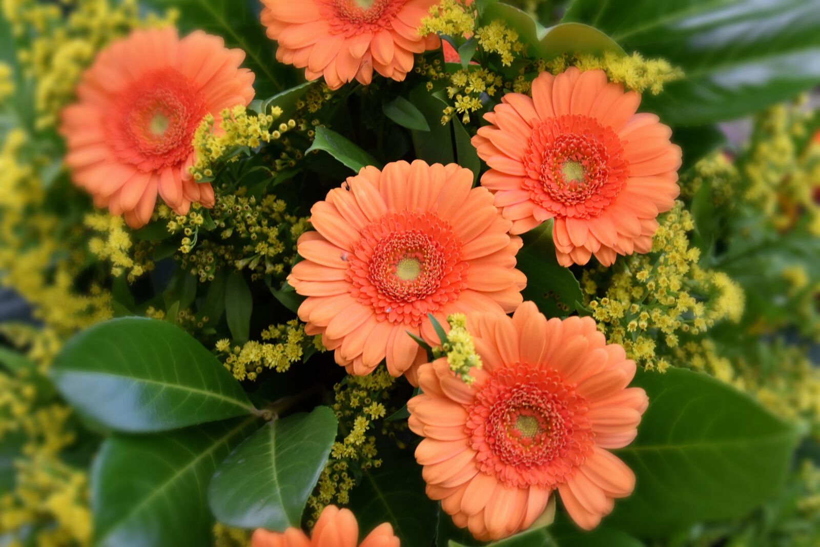 Nikon D5600 sample photo. Flowers, orange, gerbera photography