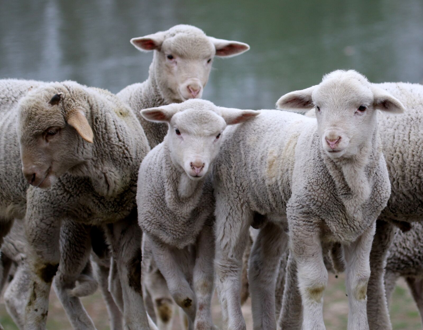 Canon EF 100-400mm F4.5-5.6L IS USM sample photo. Lamb, the flock, pet photography