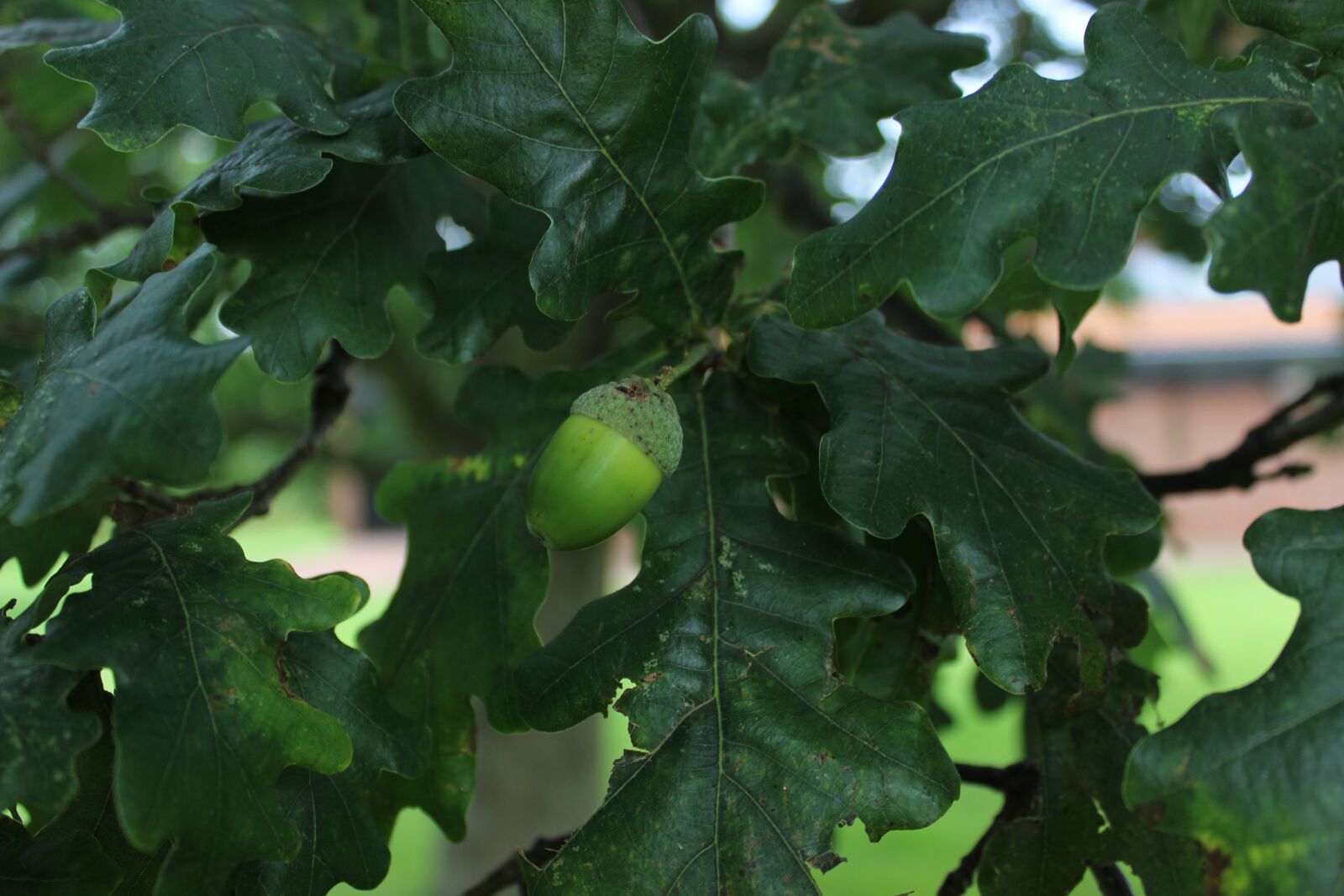 Canon EOS 600D (Rebel EOS T3i / EOS Kiss X5) sample photo. Leaf, plant, natural photography