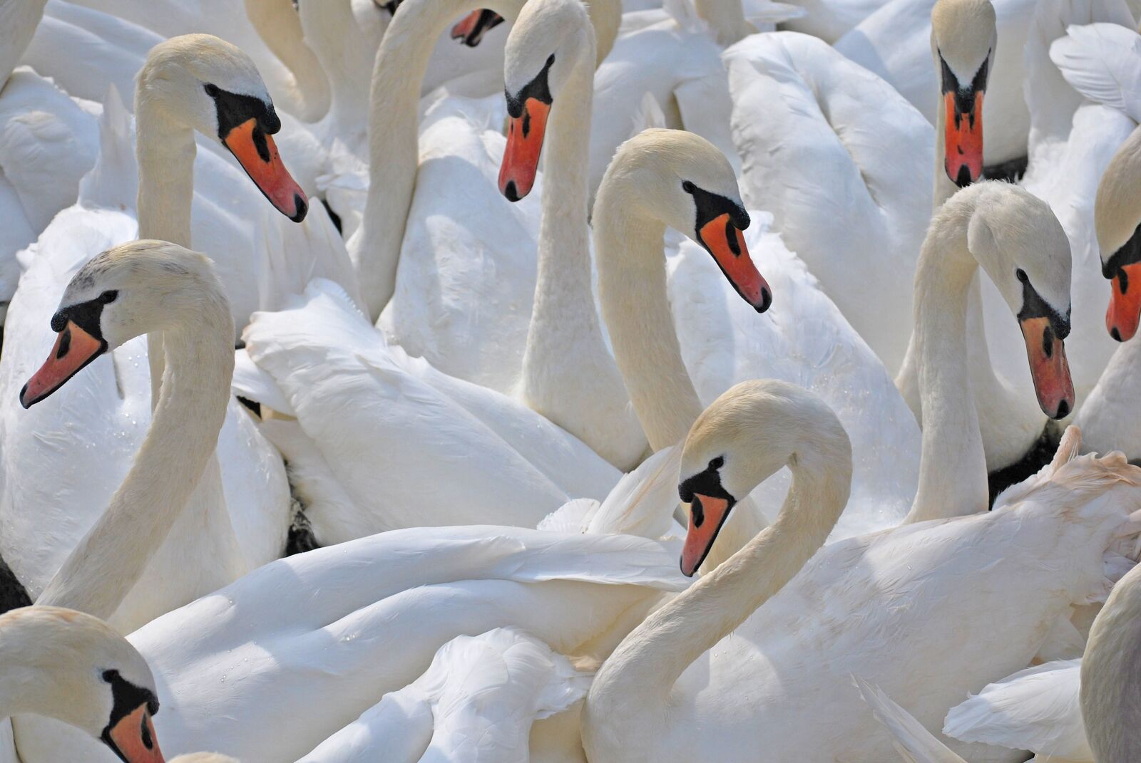 Nikon D60 sample photo. Swans, edinburgh, arthurs photography