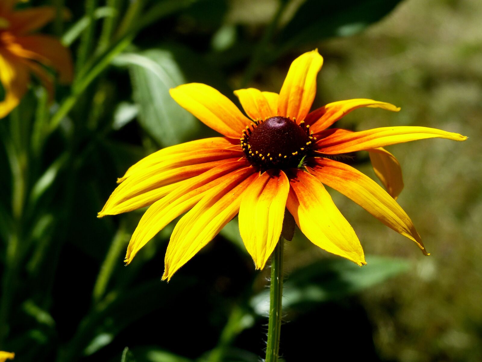 Panasonic Lumix DMC-FZ200 sample photo. Coneflower, flower, colors photography