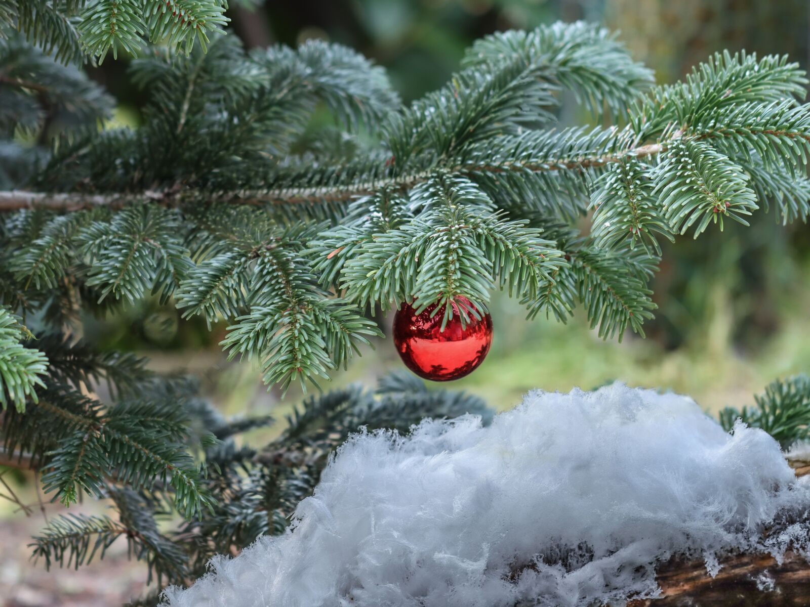 Canon EOS 90D sample photo. Haareis, eiswolle, ice needles photography