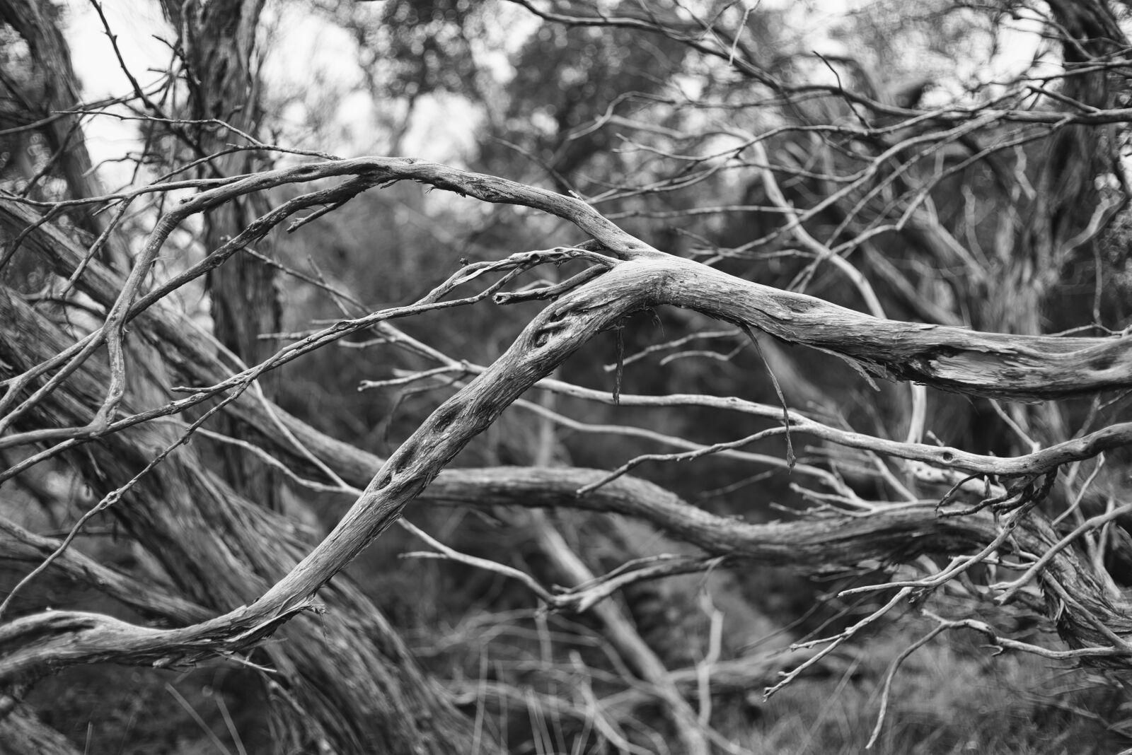Pentax K-1 sample photo. Wood, branch, bush photography
