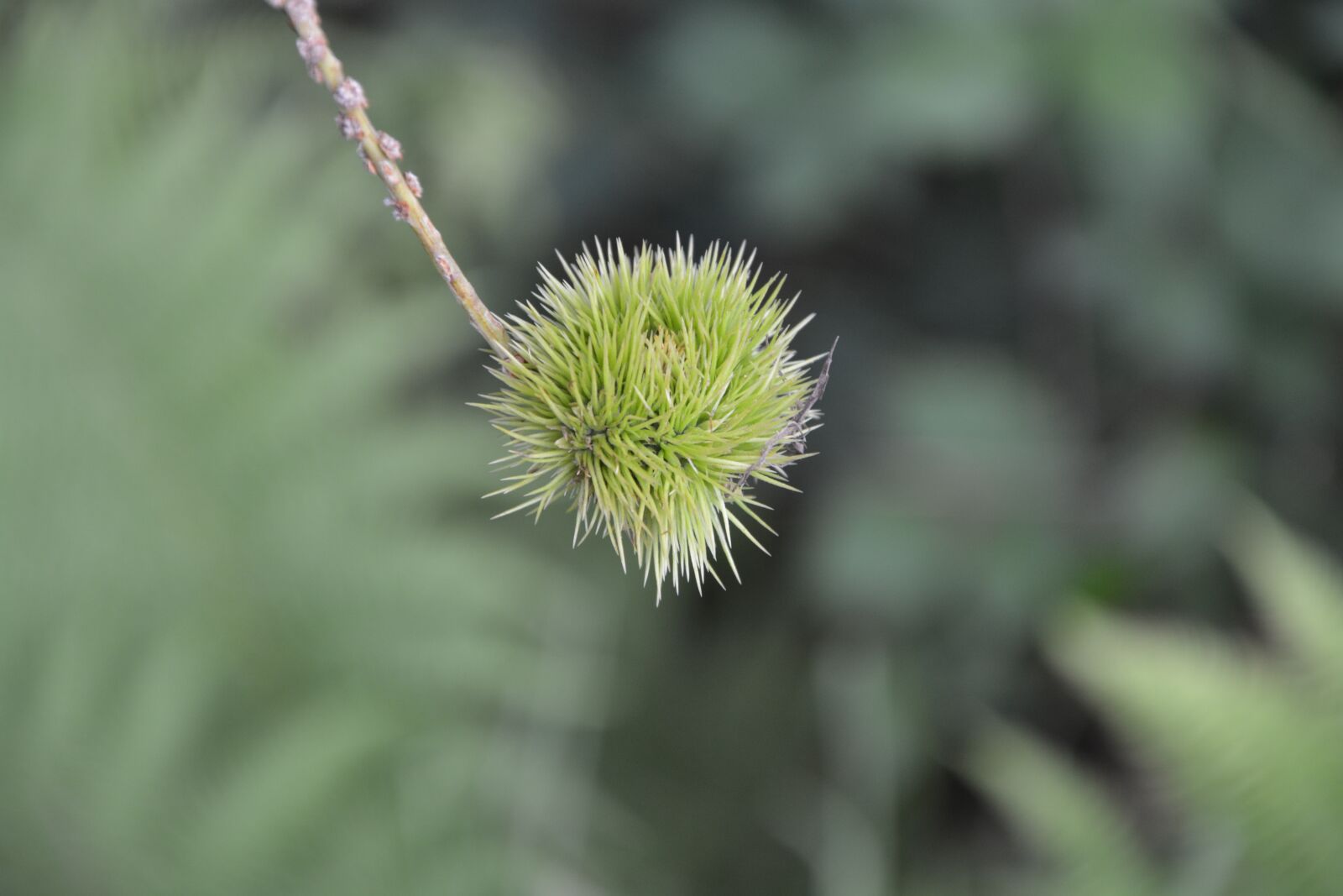 Nikon D5200 sample photo. Bug, chestnut, shell thorny photography