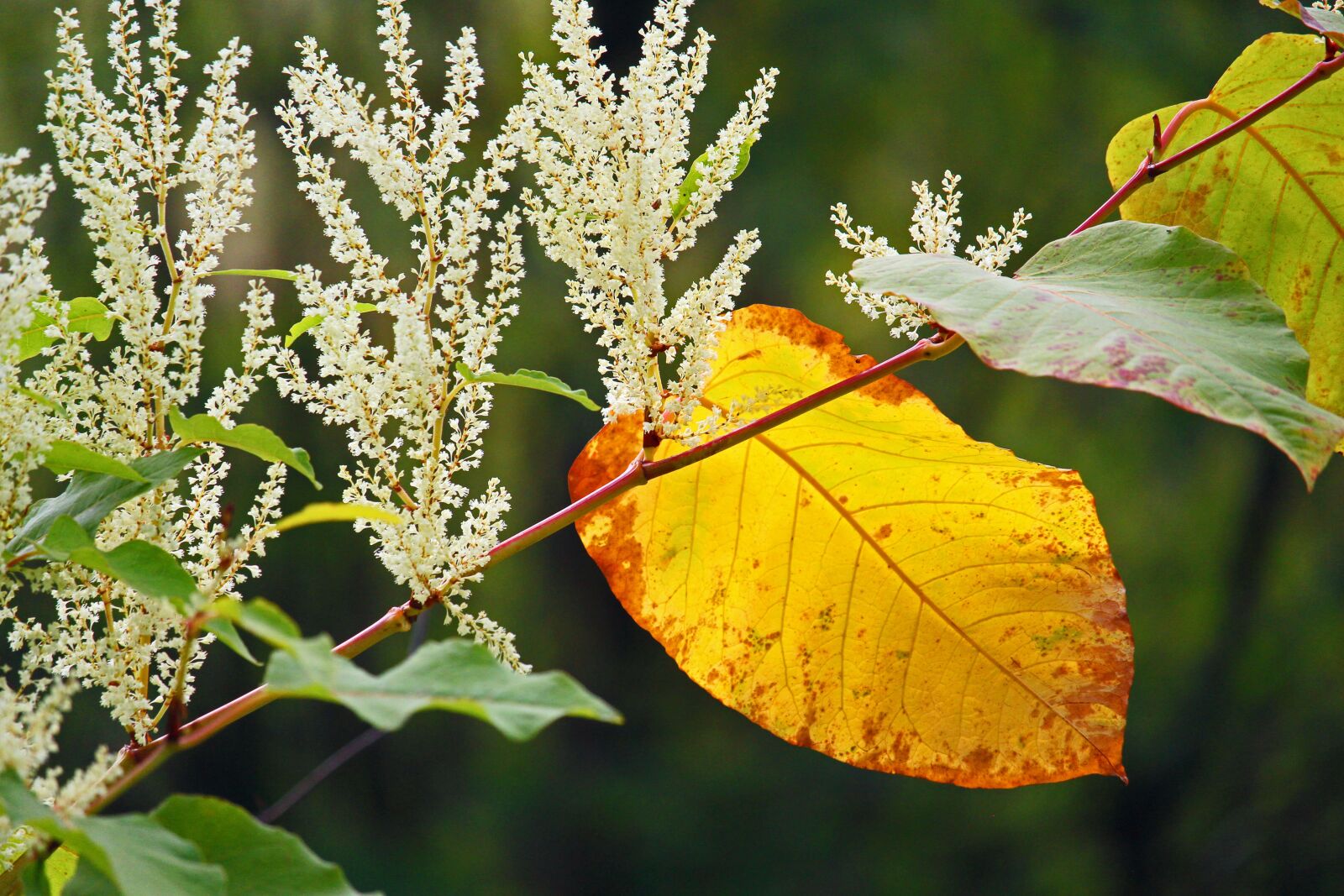 Canon EF-S 55-250mm F4-5.6 IS STM sample photo. Knotweed, autumn, leaves photography