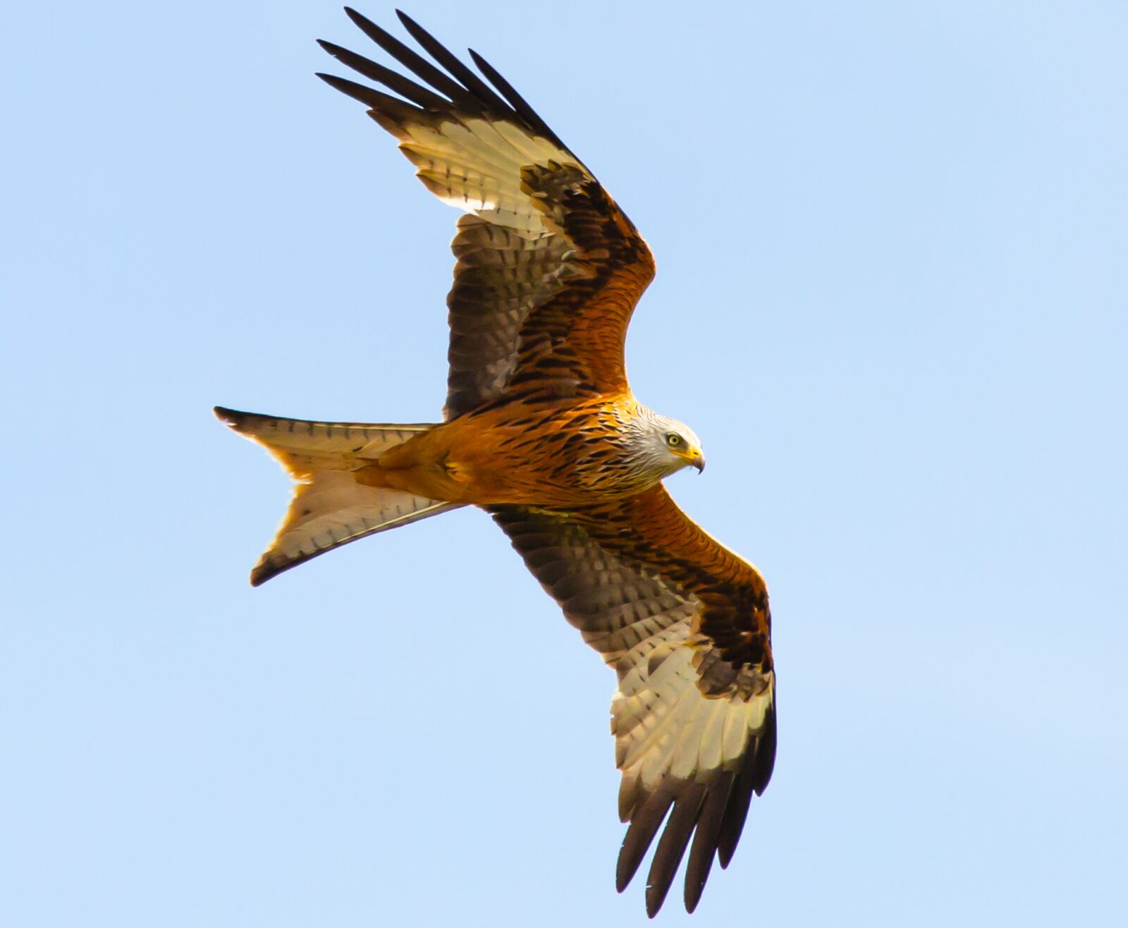 Canon EOS 5D Mark III + 150-600mm F5-6.3 DG OS HSM | Contemporary 015 sample photo. Red kite in flight photography
