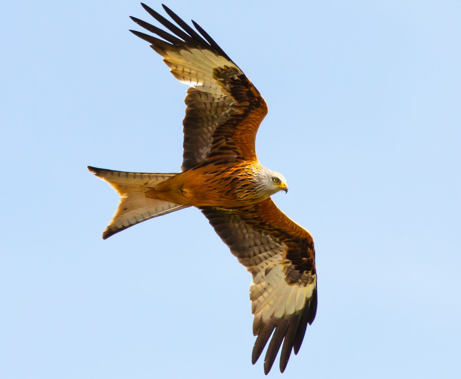 150-600mm F5-6.3 DG OS HSM | Contemporary 015 sample photo. Red kite in flight photography