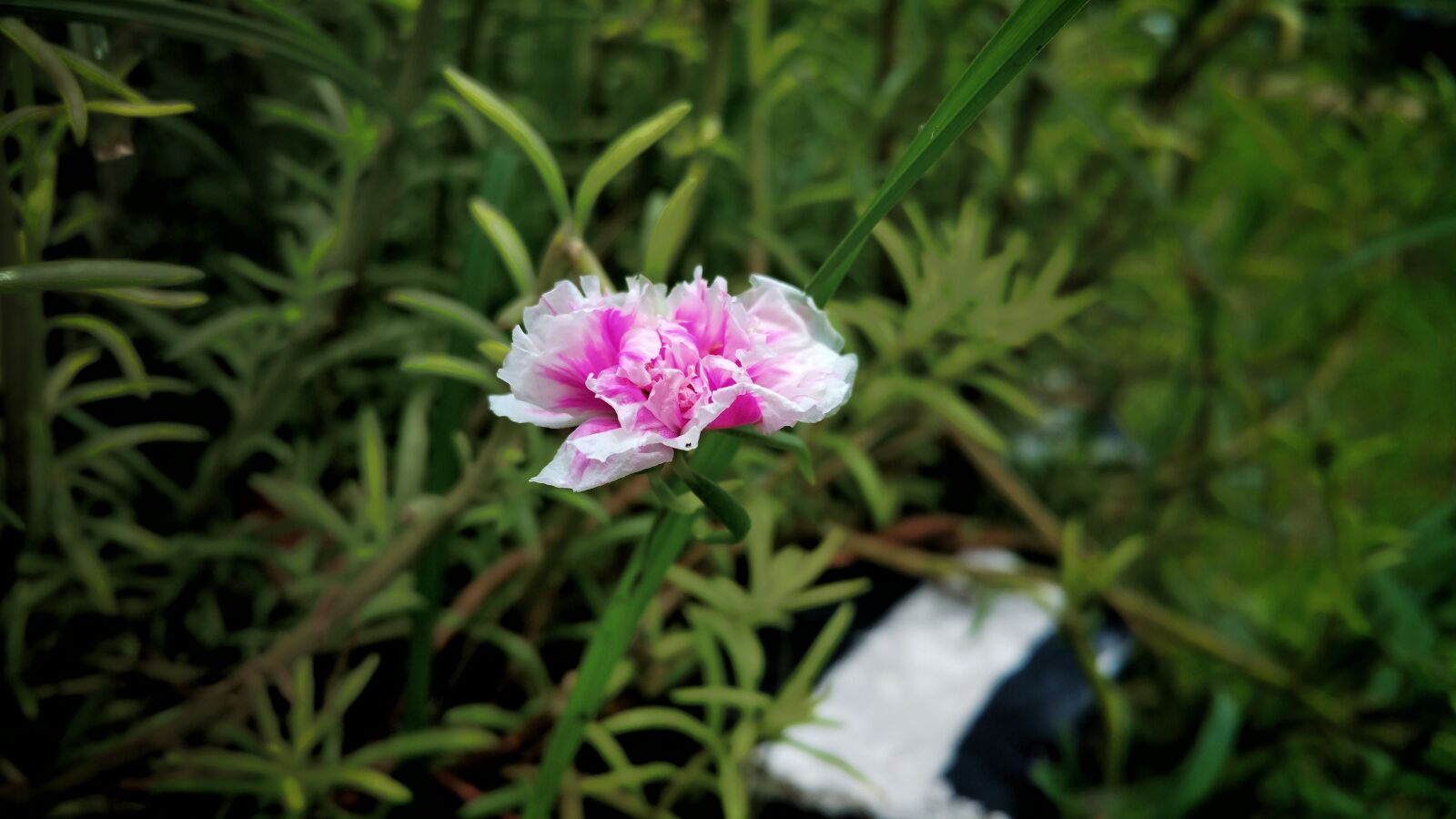 Samsung Galaxy Note4 sample photo. Flower, pink, white edge photography
