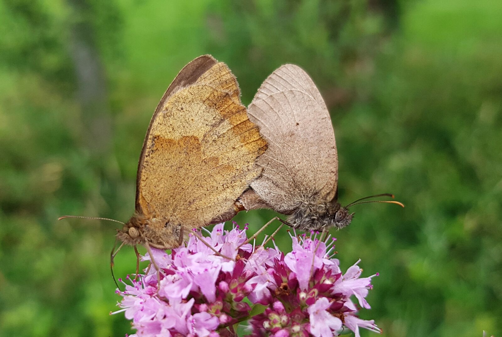Samsung Galaxy S7 sample photo. Butterflies, pairing, butterfly photography