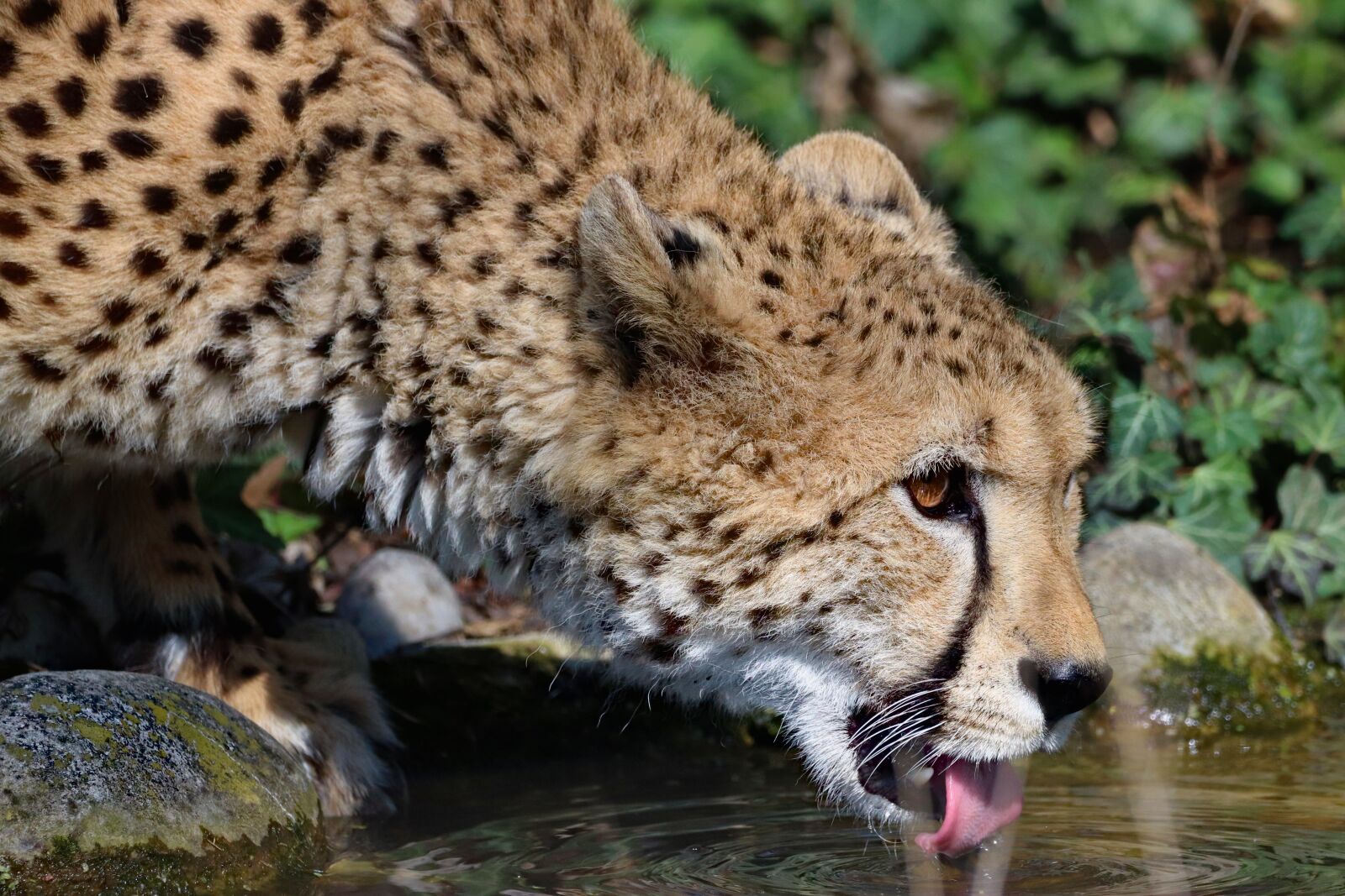 Canon EOS 77D (EOS 9000D / EOS 770D) sample photo. Cheetah, beast, animal photography