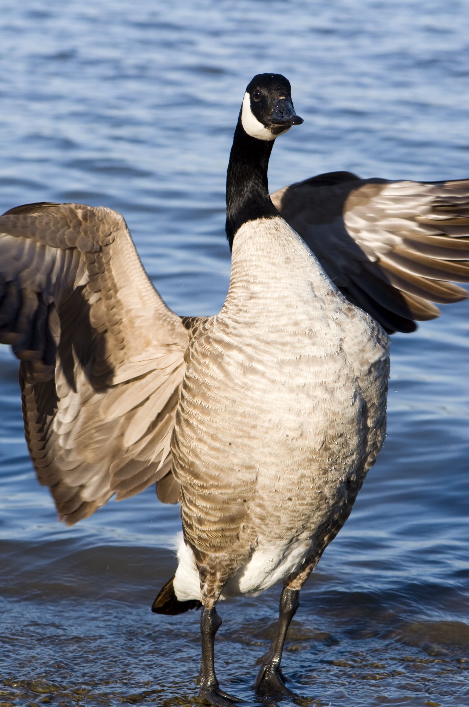 Nikon D90 sample photo. Animal, bird, goose photography
