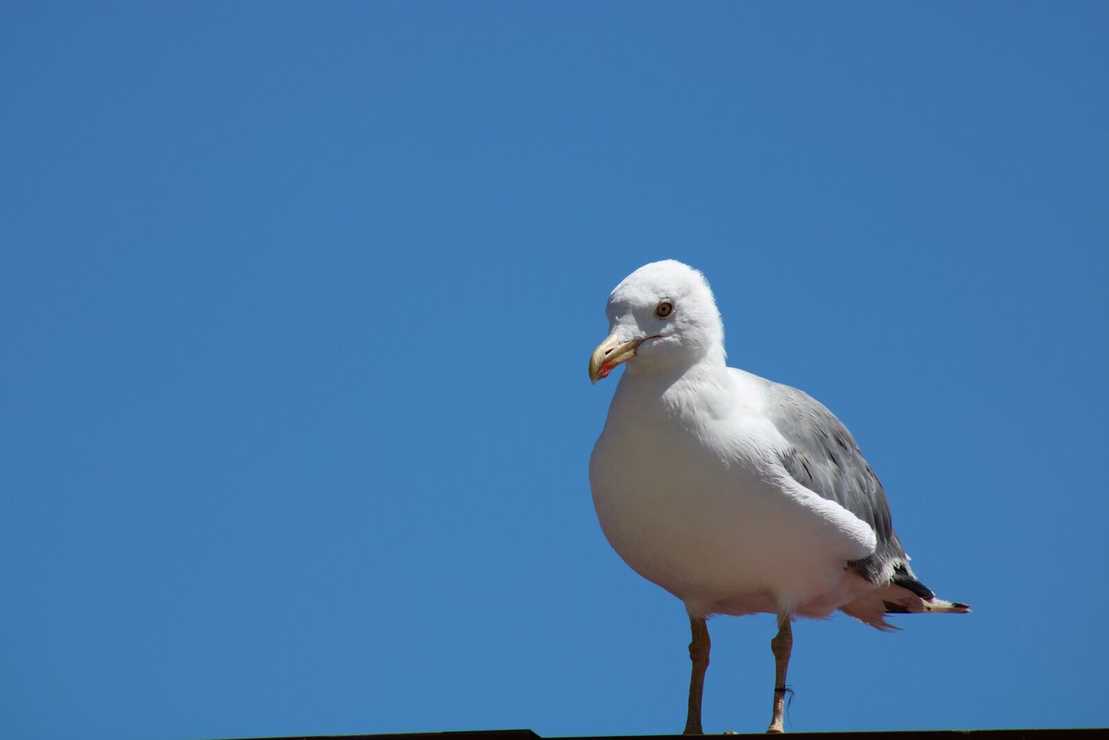 Canon EOS 2000D (EOS Rebel T7 / EOS Kiss X90 / EOS 1500D) sample photo. Seagull, sky, blue photography