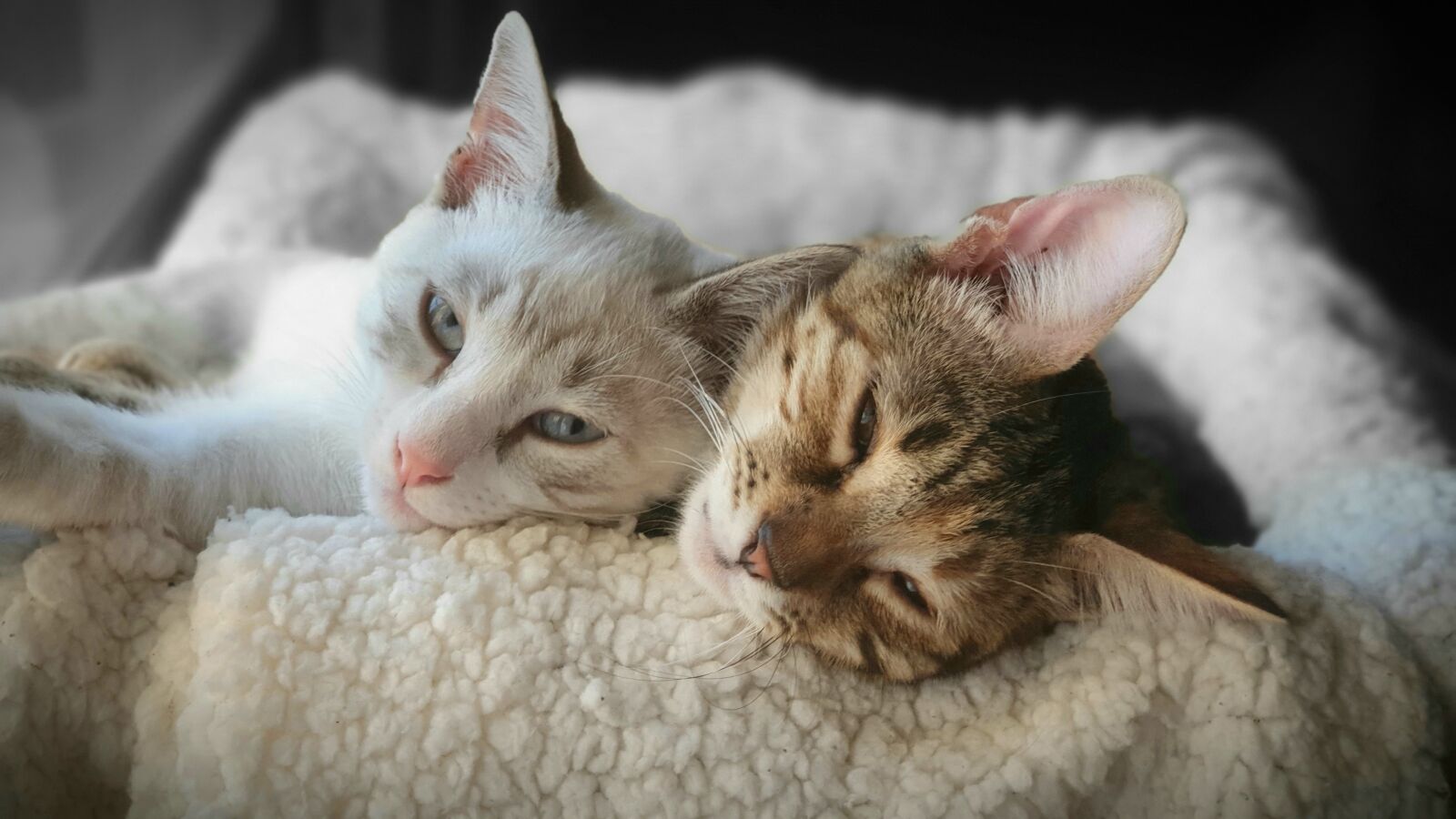 Samsung SM-G973F sample photo. Cats, pets, relax photography