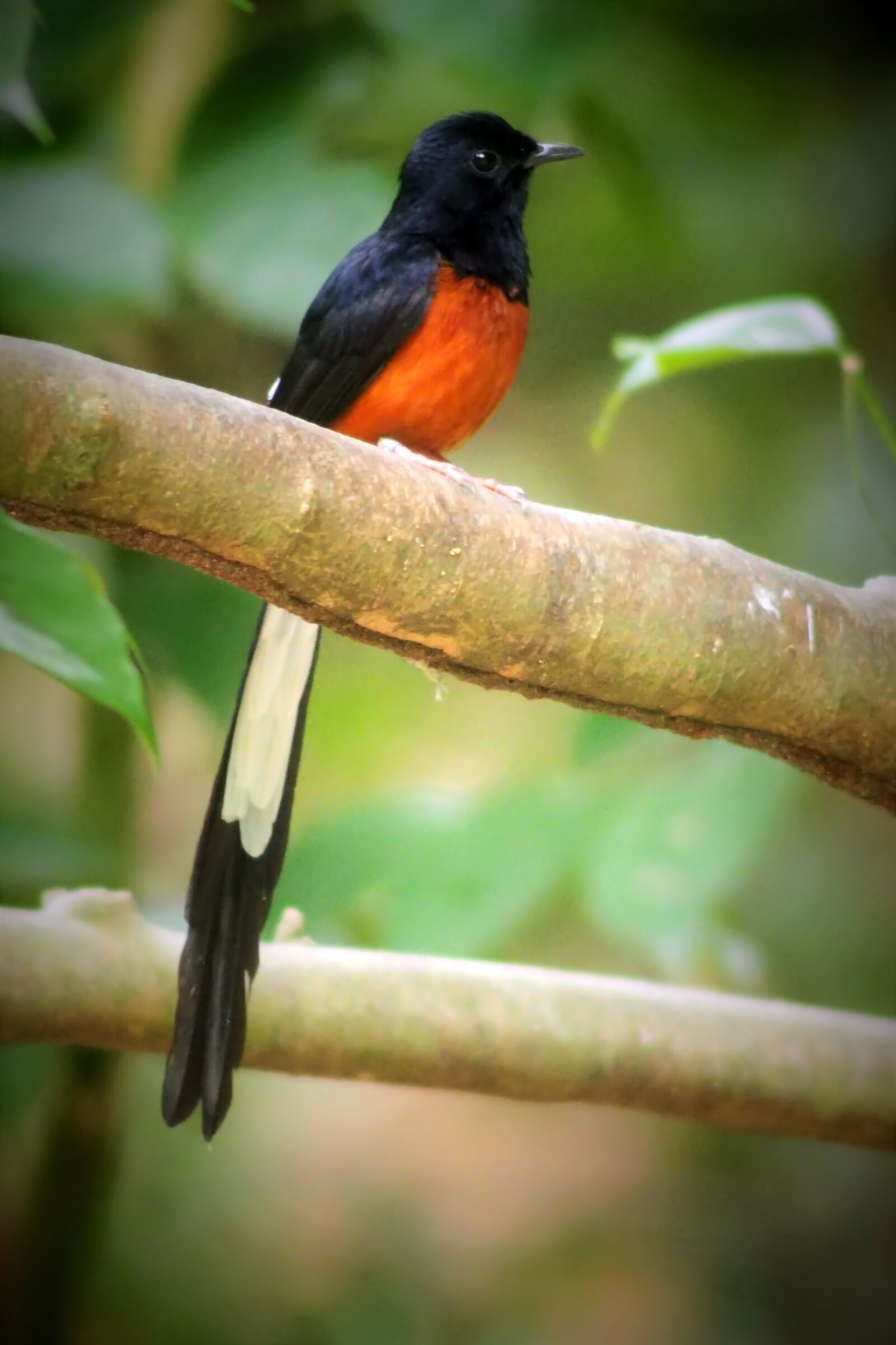 Tokina SD 400mm f/5.6 sample photo. Shama, bird, colorful photography