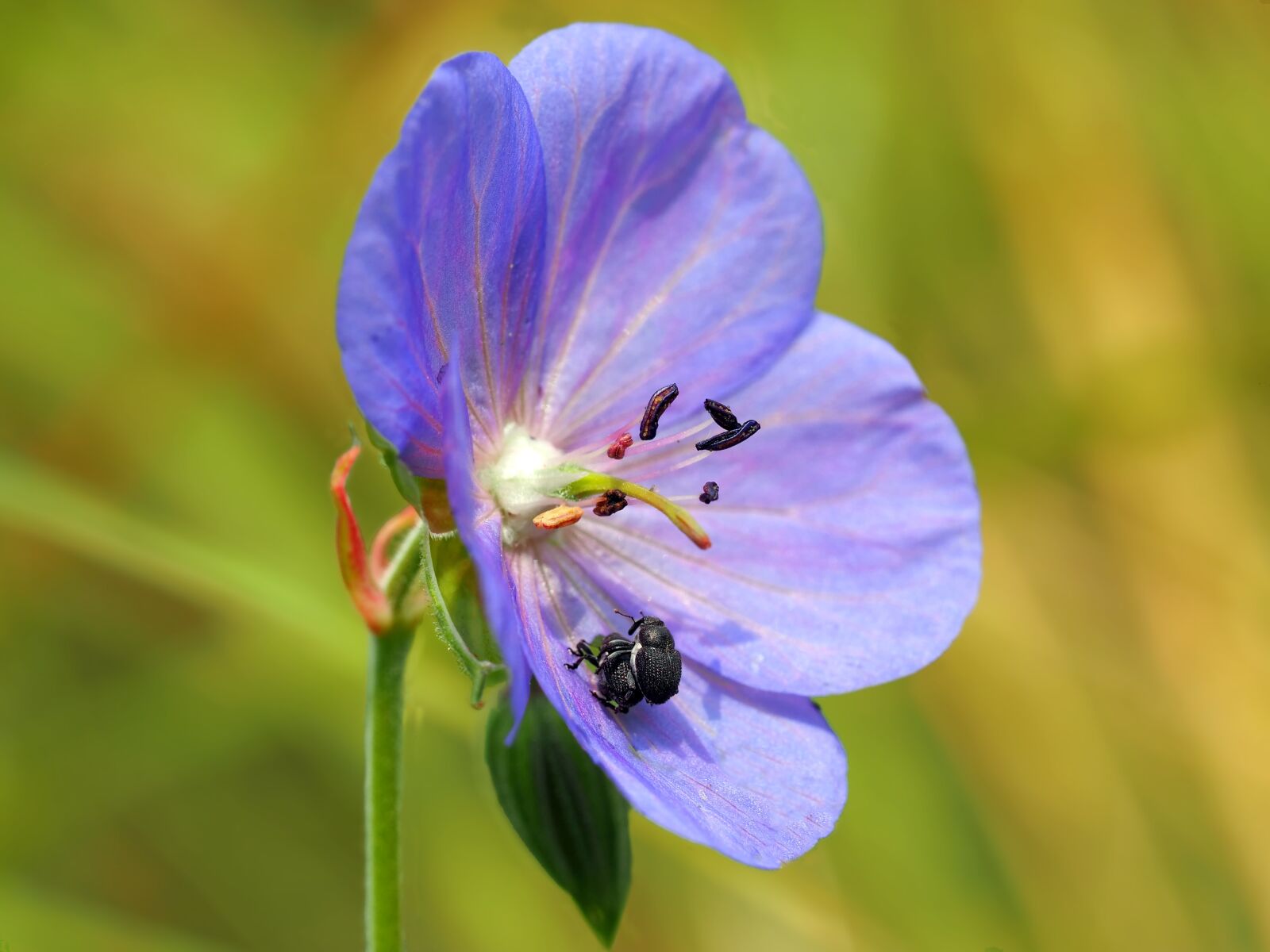 Olympus M.Zuiko Digital ED 60mm F2.8 Macro sample photo. Cranesbill, weevils, stork-billed weevil photography