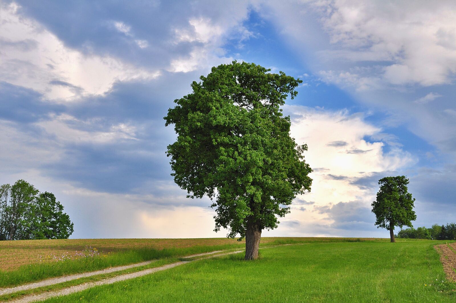Nikon D90 sample photo. Nature, landscape, tree photography