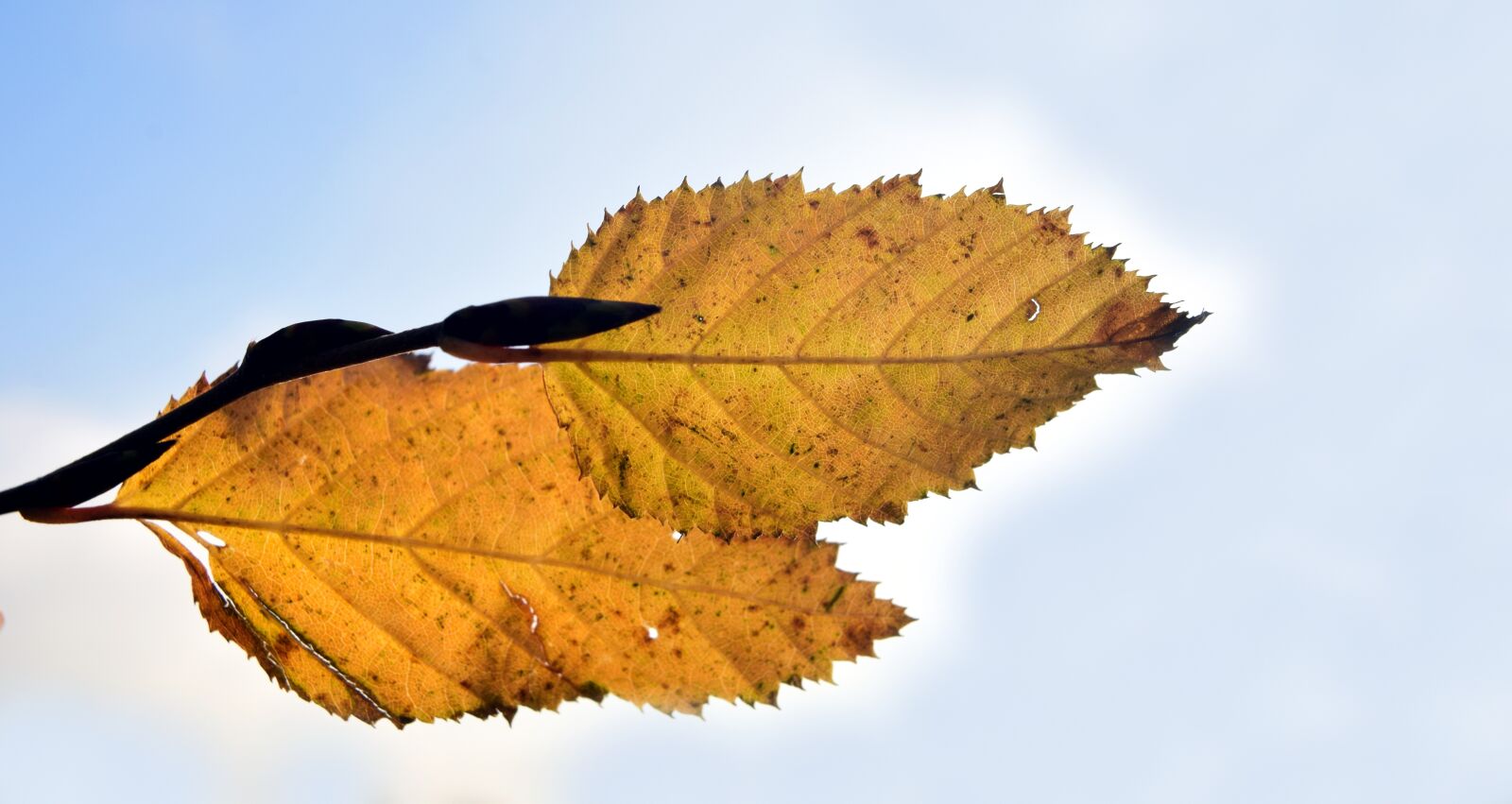 Nikon D3300 sample photo. Leaf, autumn, fall foliage photography