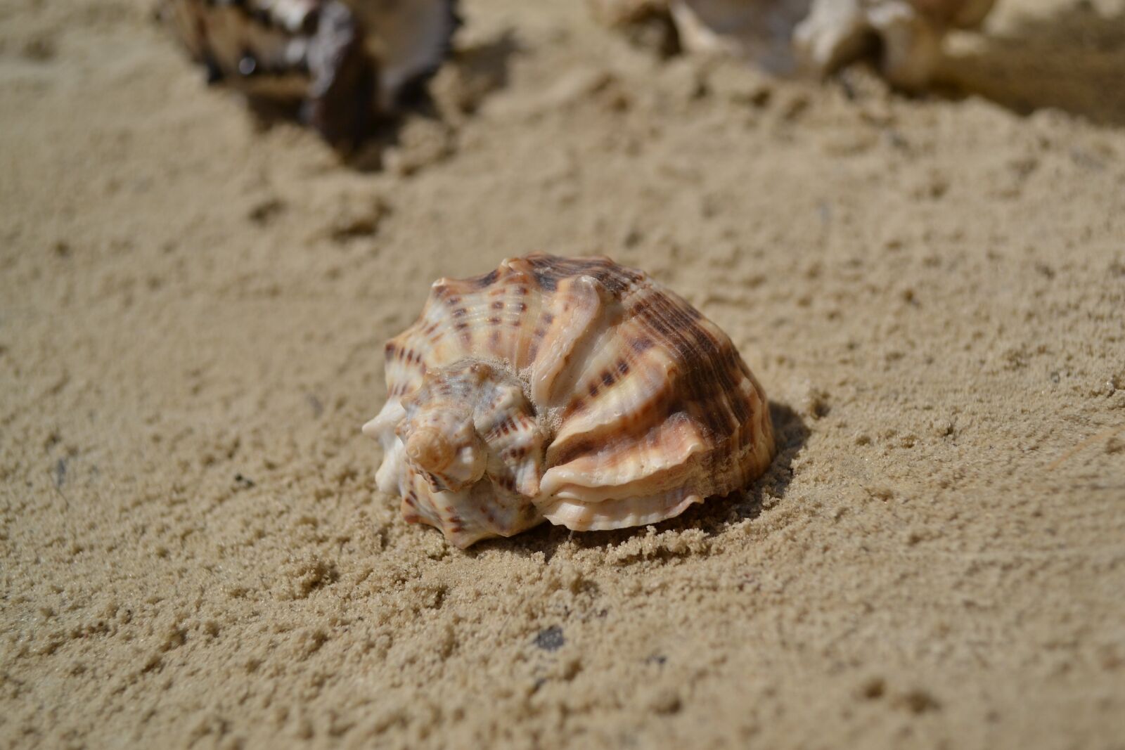 Nikon D3100 sample photo. Seashell, summer, vacation photography